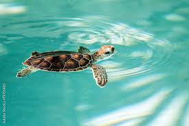 Save the turtles