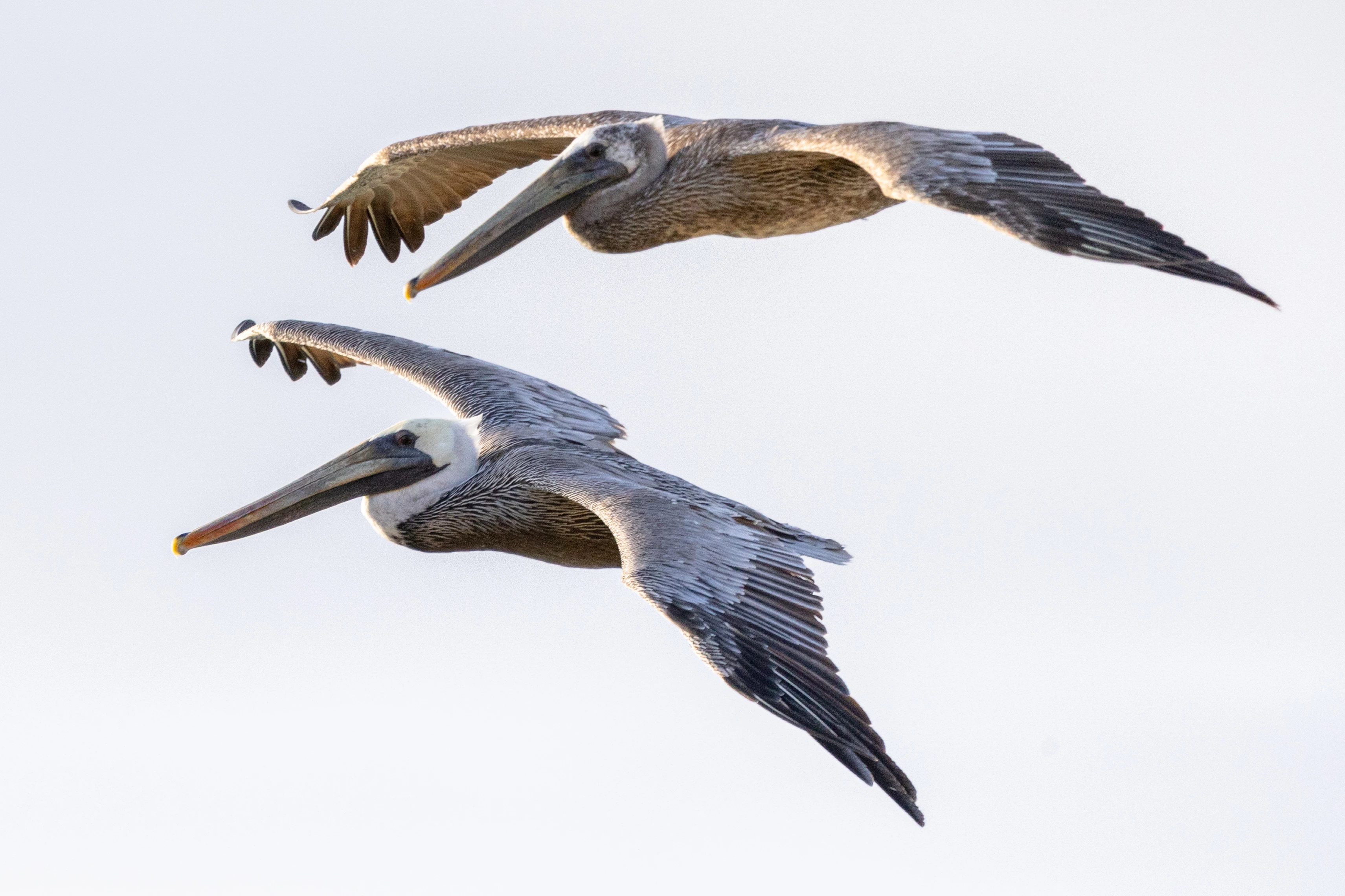 Brown pelicans