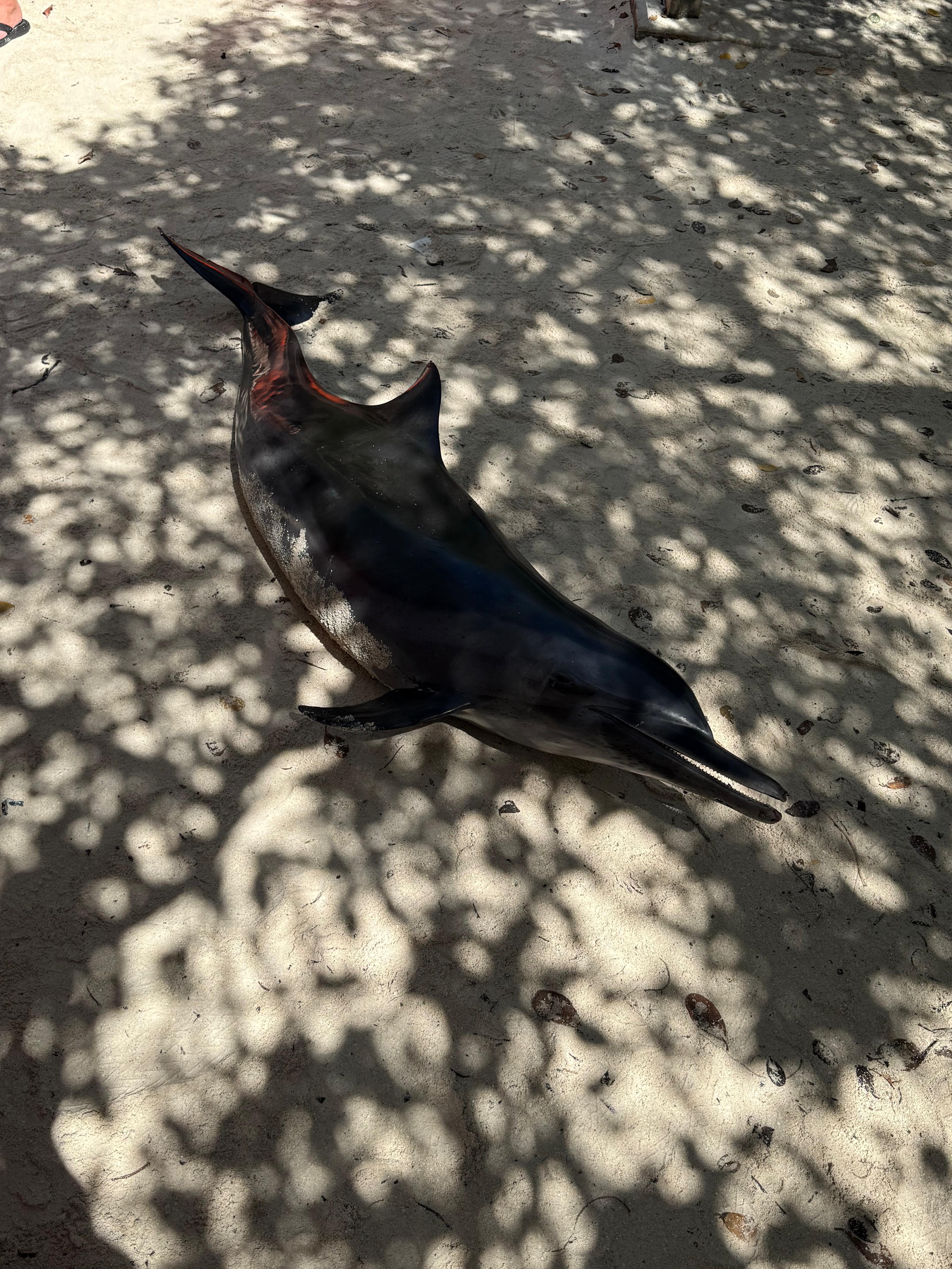 gewonde dolfijn op strand