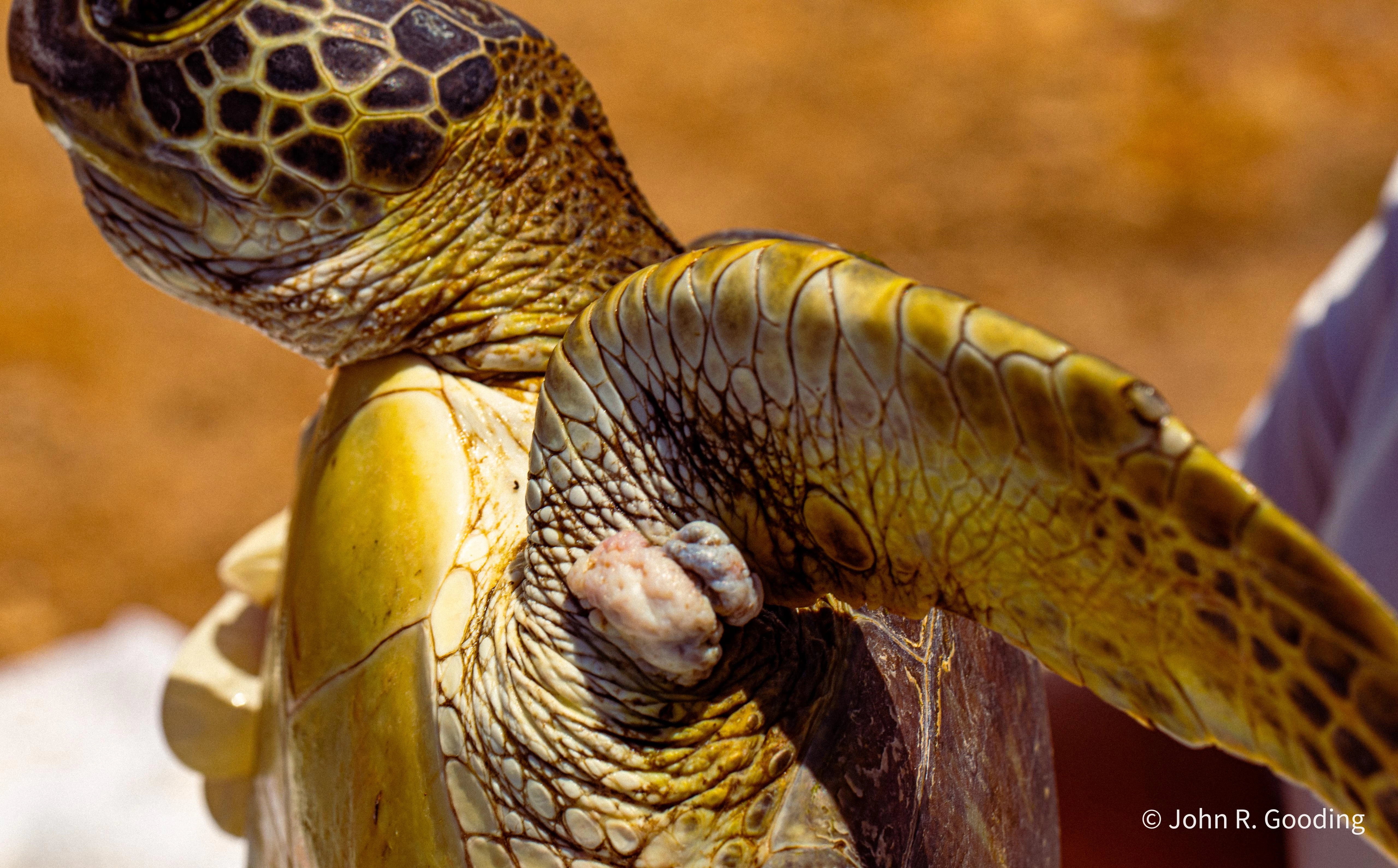 Zeeschildpad met tumoren