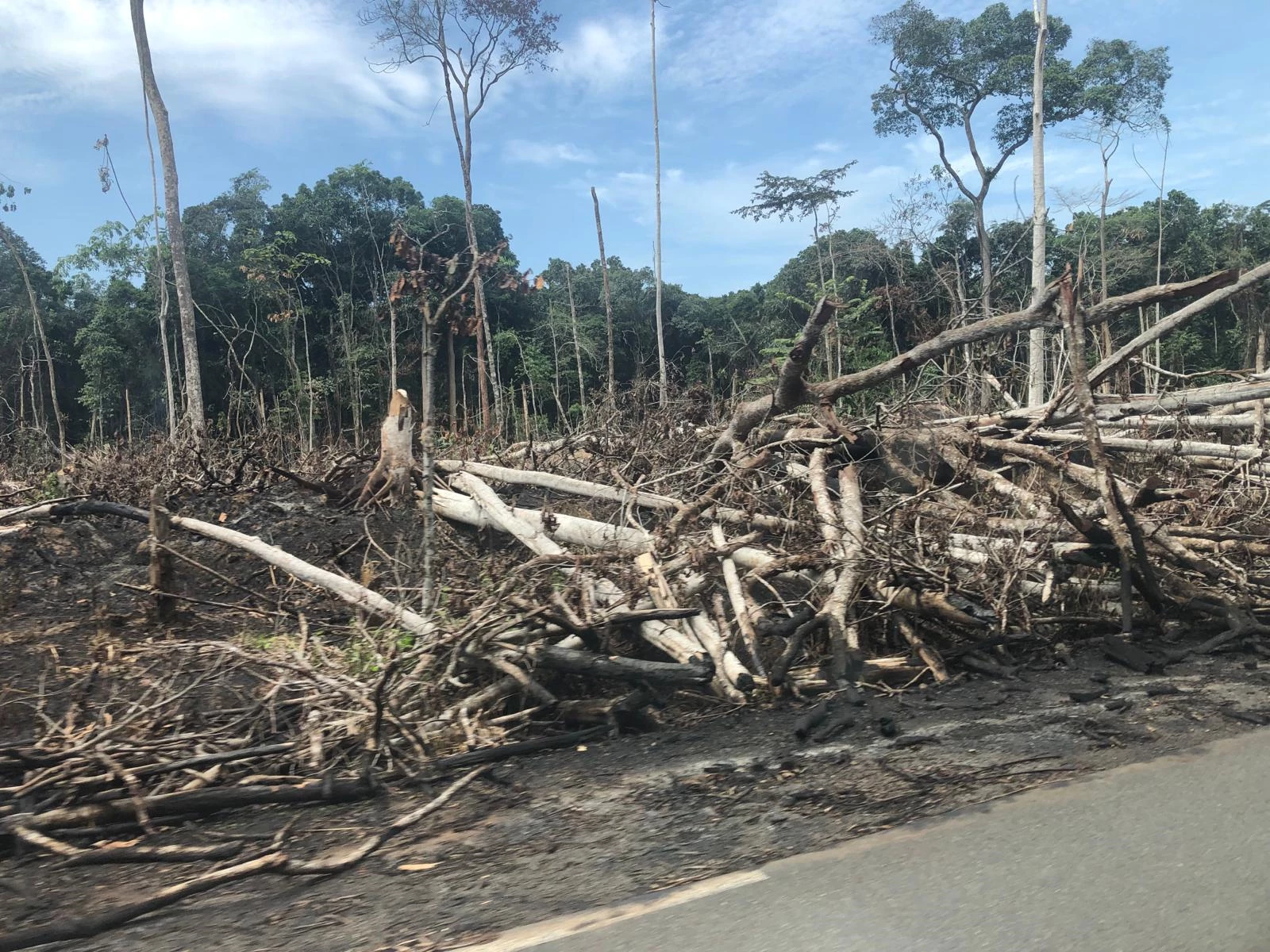 Deforestation along the road to Mintom 2.jpeg