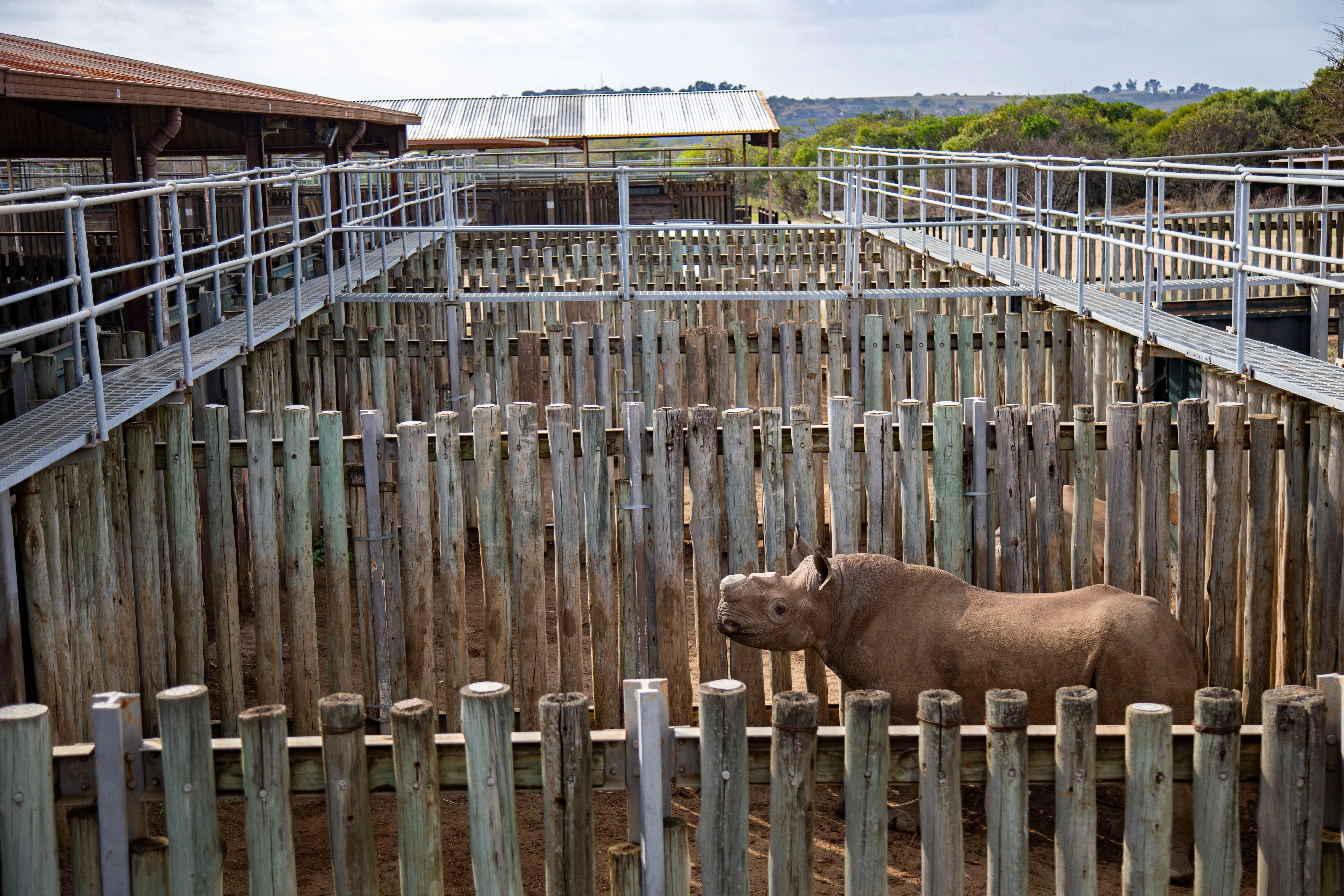 Neushoorn_2026_19.JPG