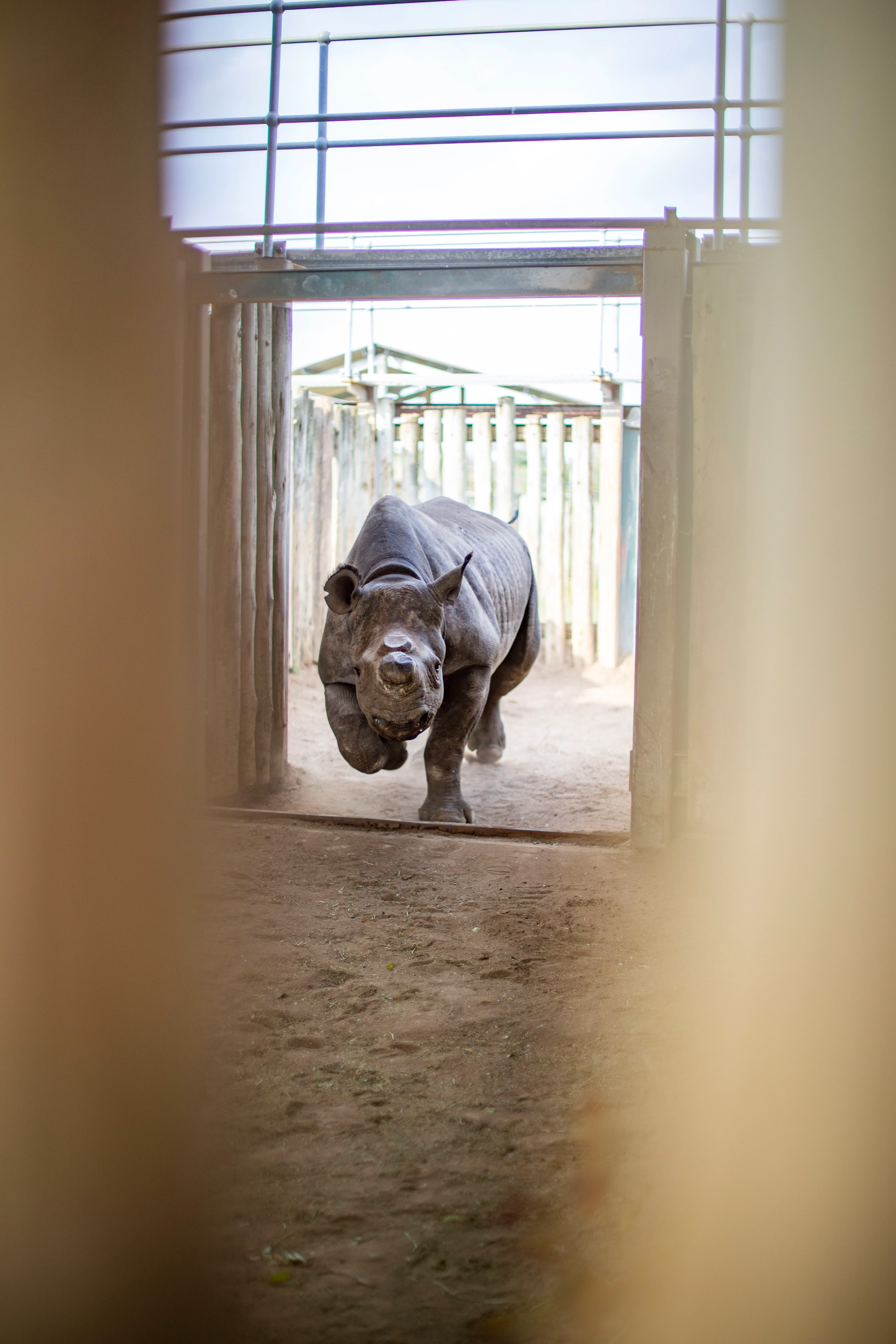 Neushoorn_2026_28.JPG
