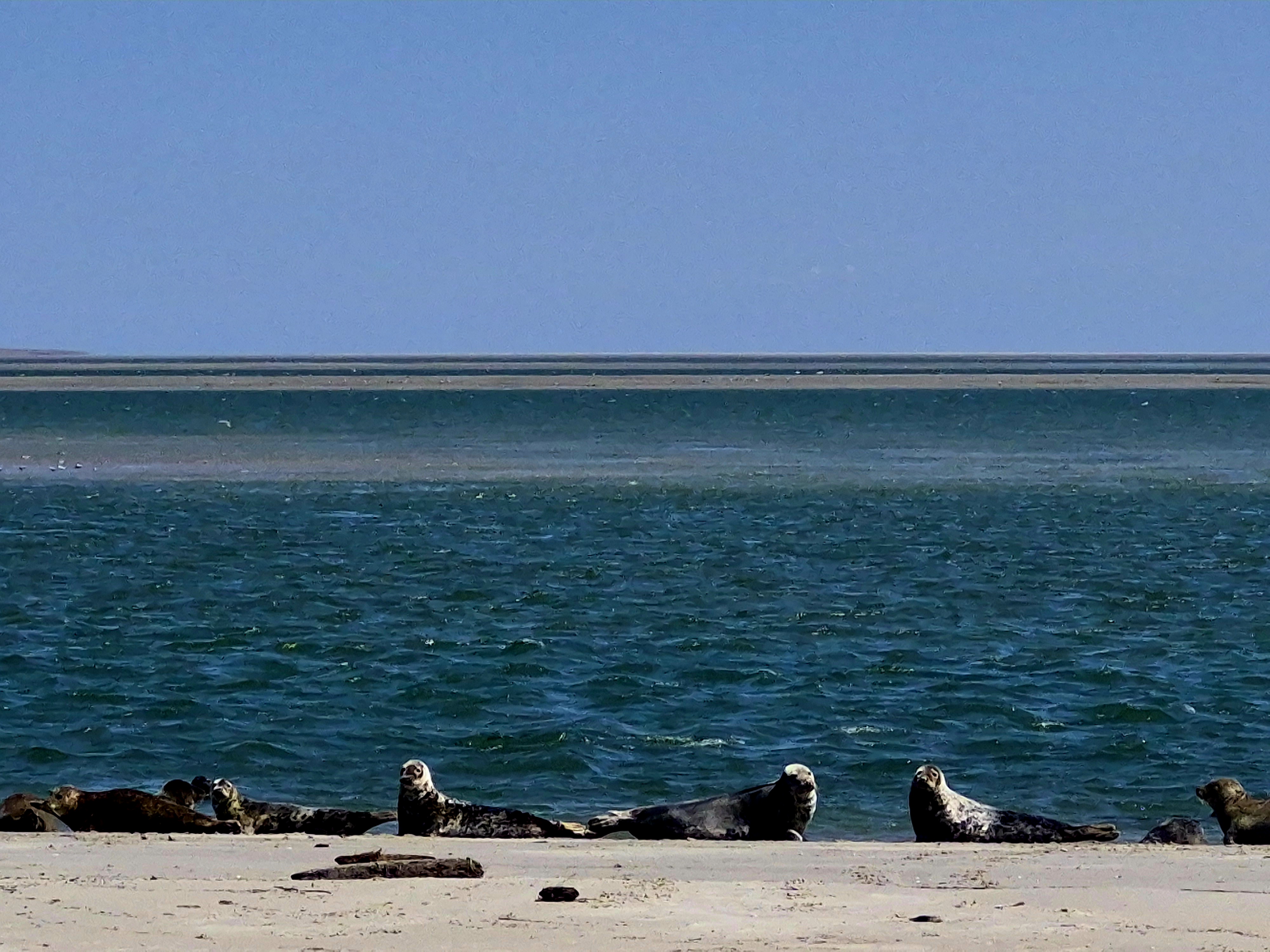 zeehonden