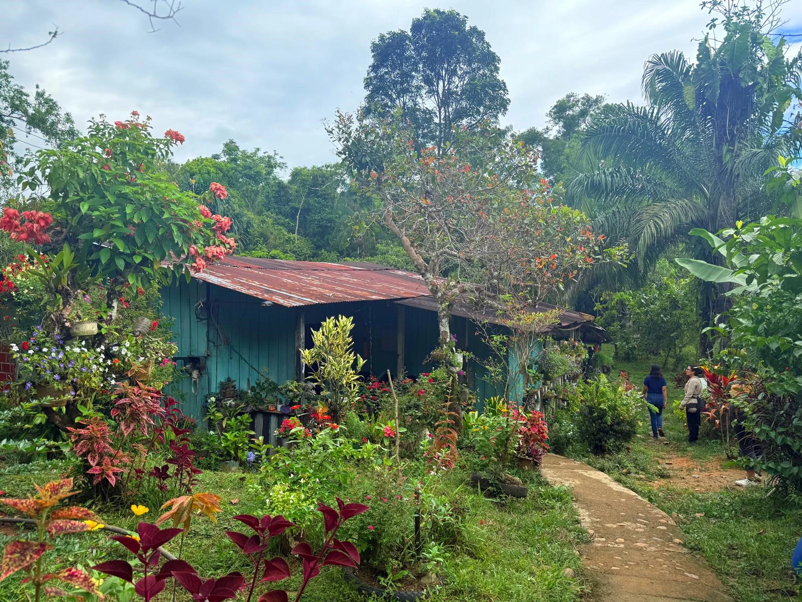Agroforestry farmer's place.jpeg