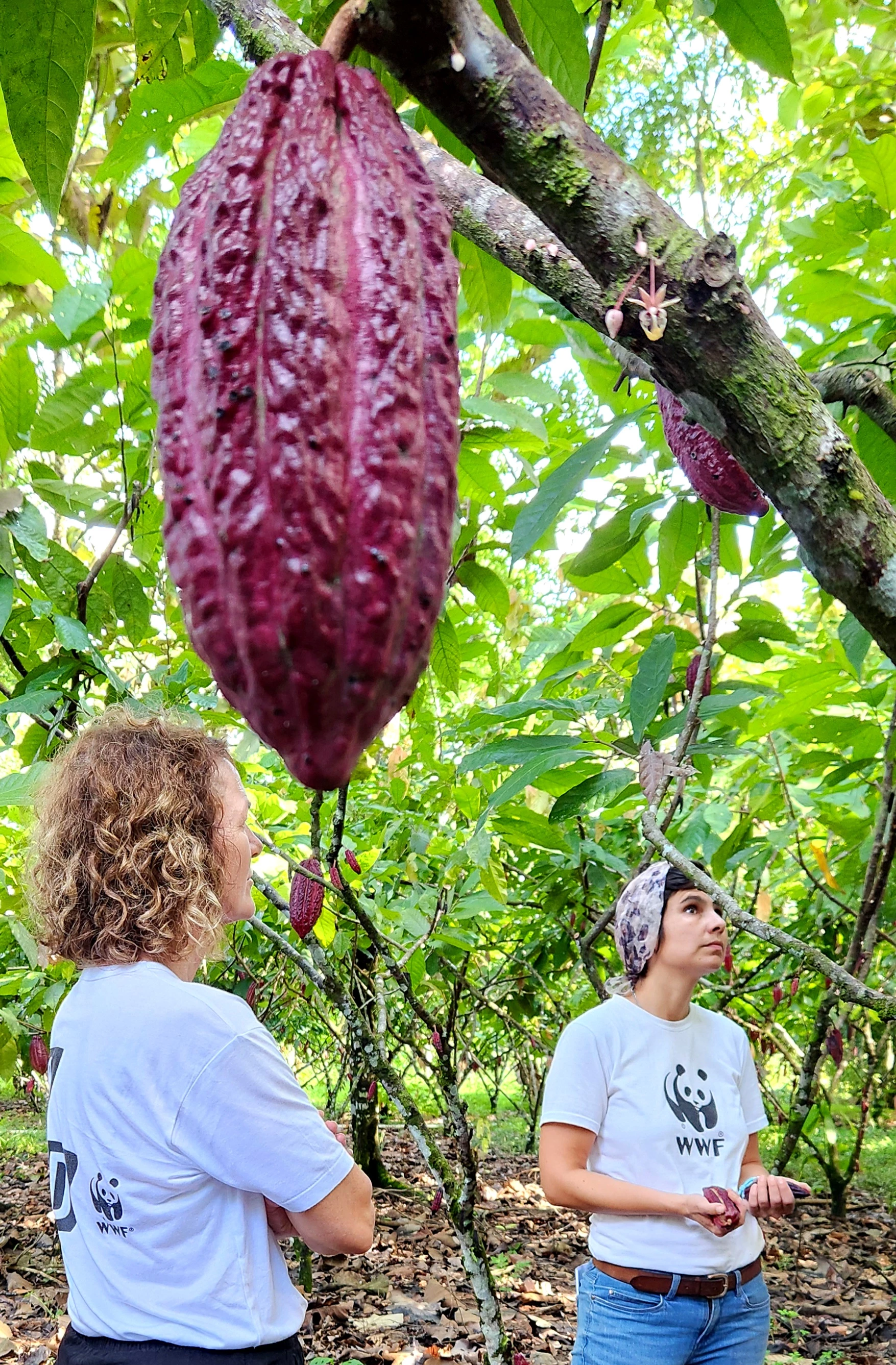 Caquetá Cacao 2025 WWF Colombia  Paula Siabato 5.jpg