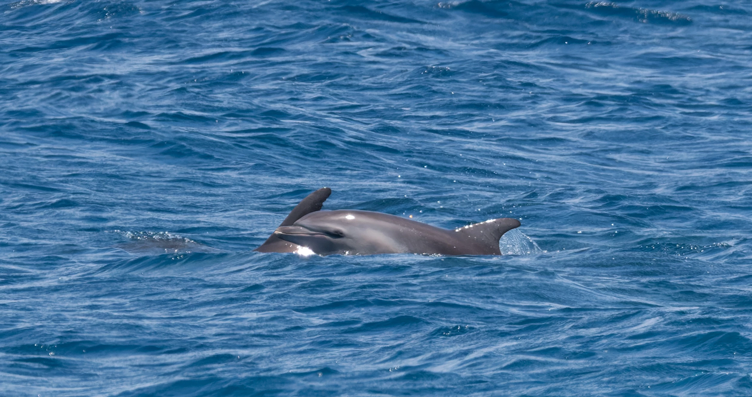 BON 20240712 Bottlenose group1-363.jpg