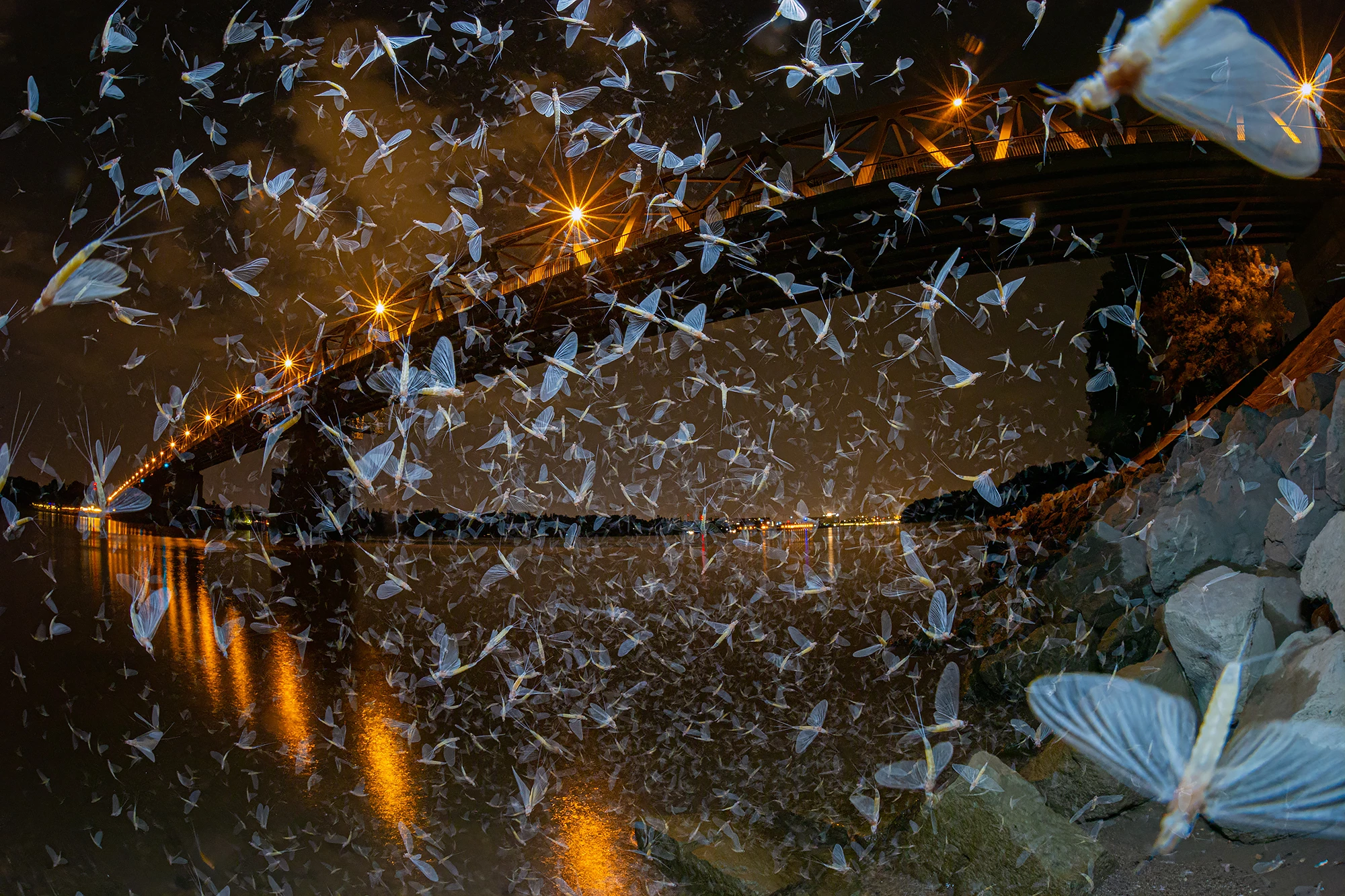 Donau_eendagvliegen_Zsolt Ujvari_WWF_Hongarije.jpg