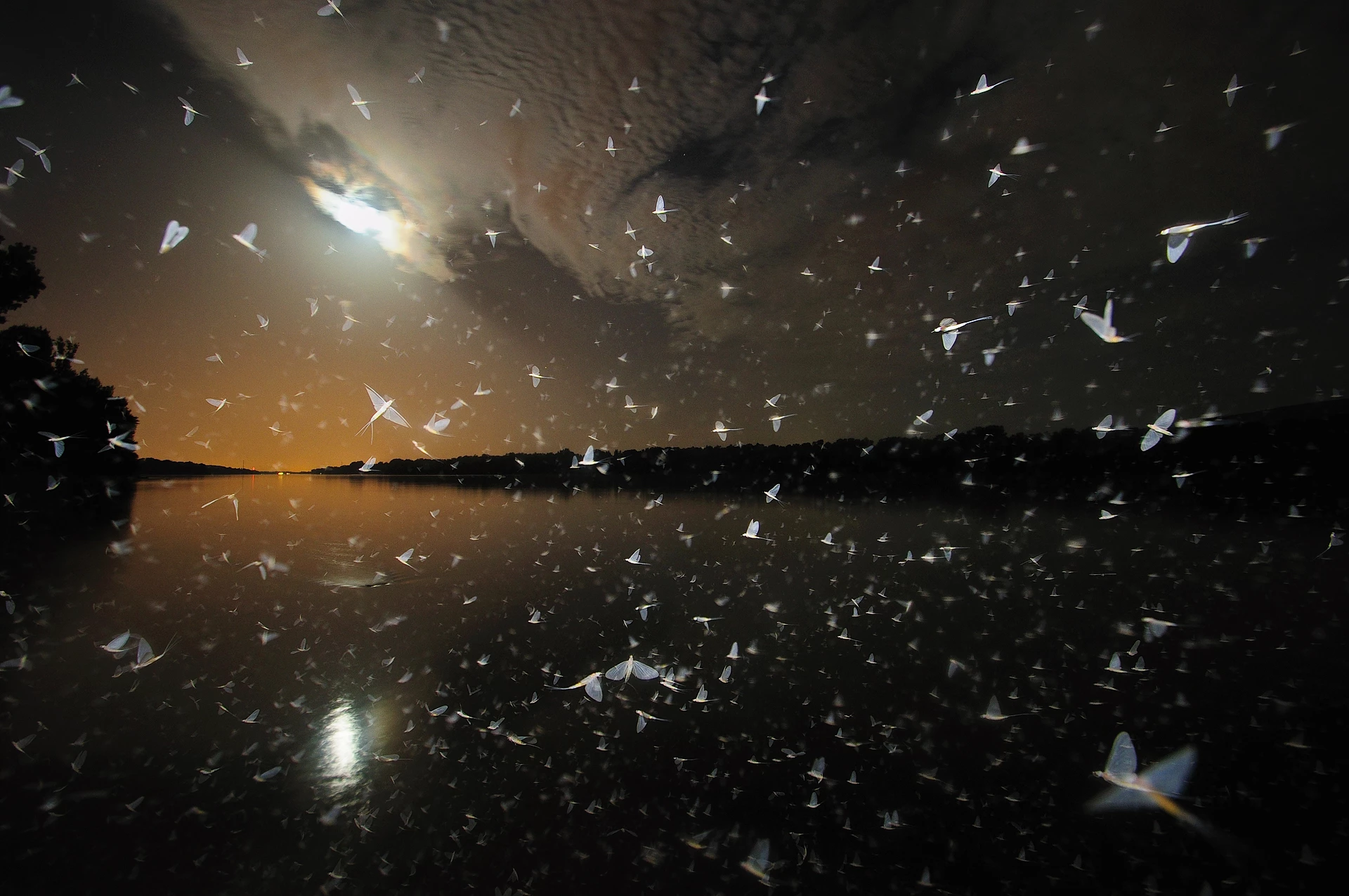 Donau_eendagsvliegen_Imre Potyo_WWF Hongarije (2).jpg