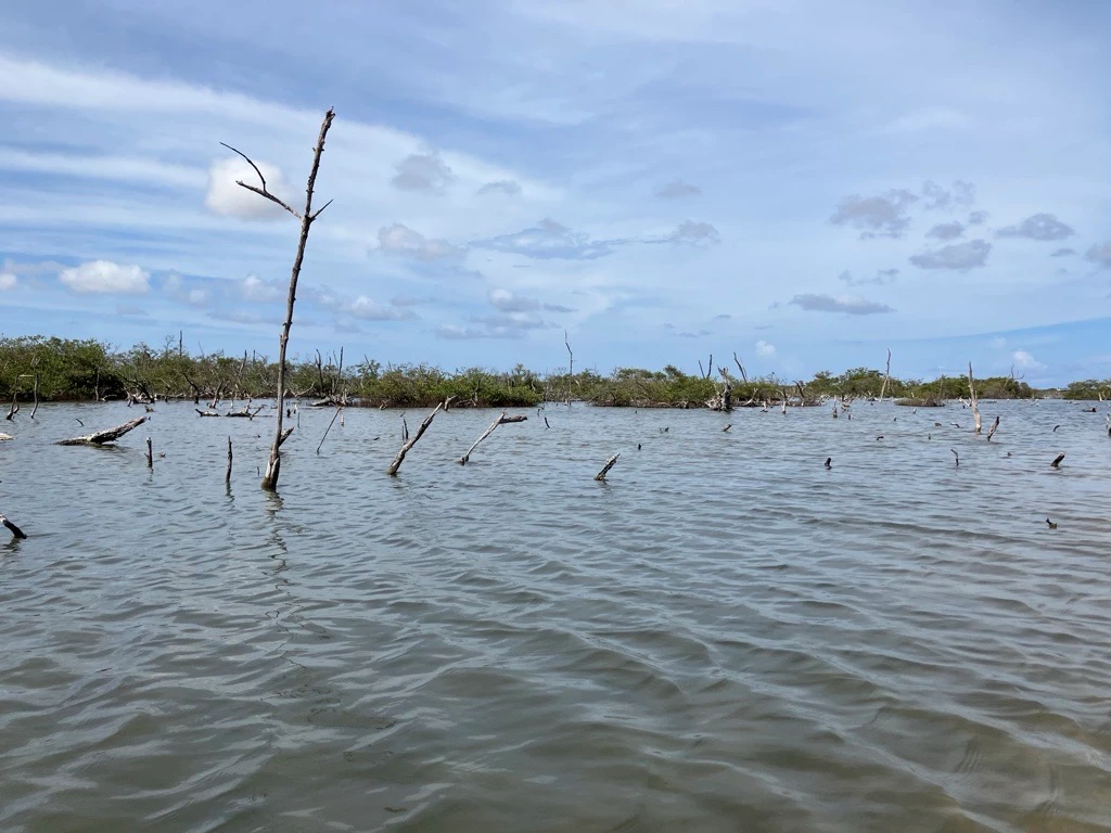 4. Mangroves dood.jpg