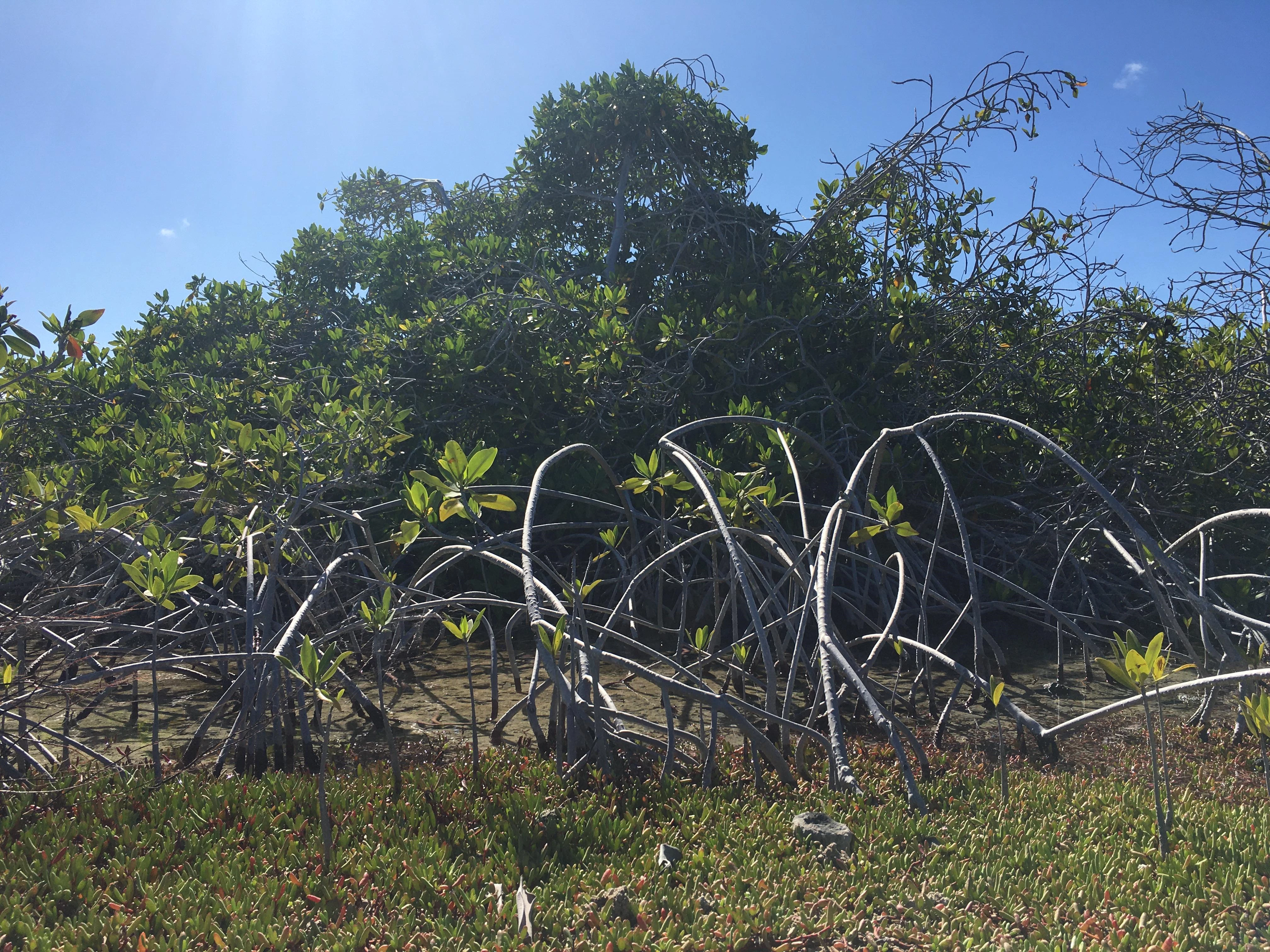 5. Kleine mangroves kust.jpeg