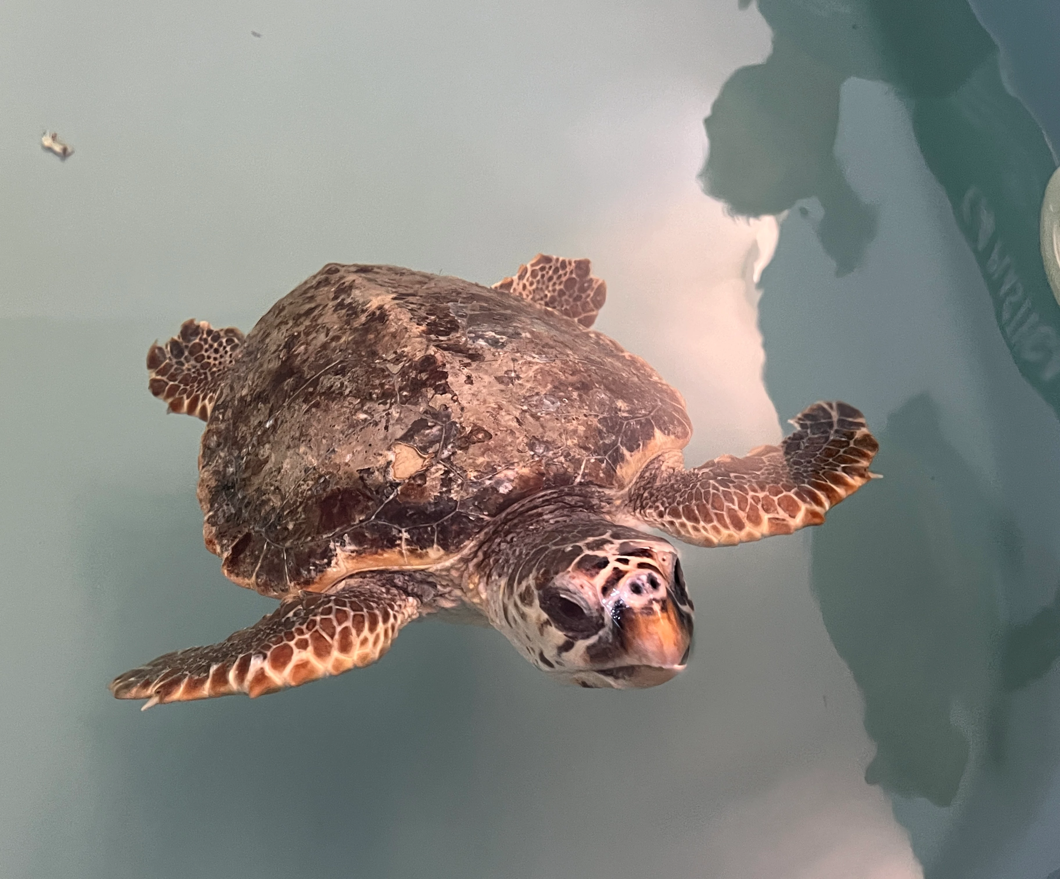 Driejarige dikkopschildpad