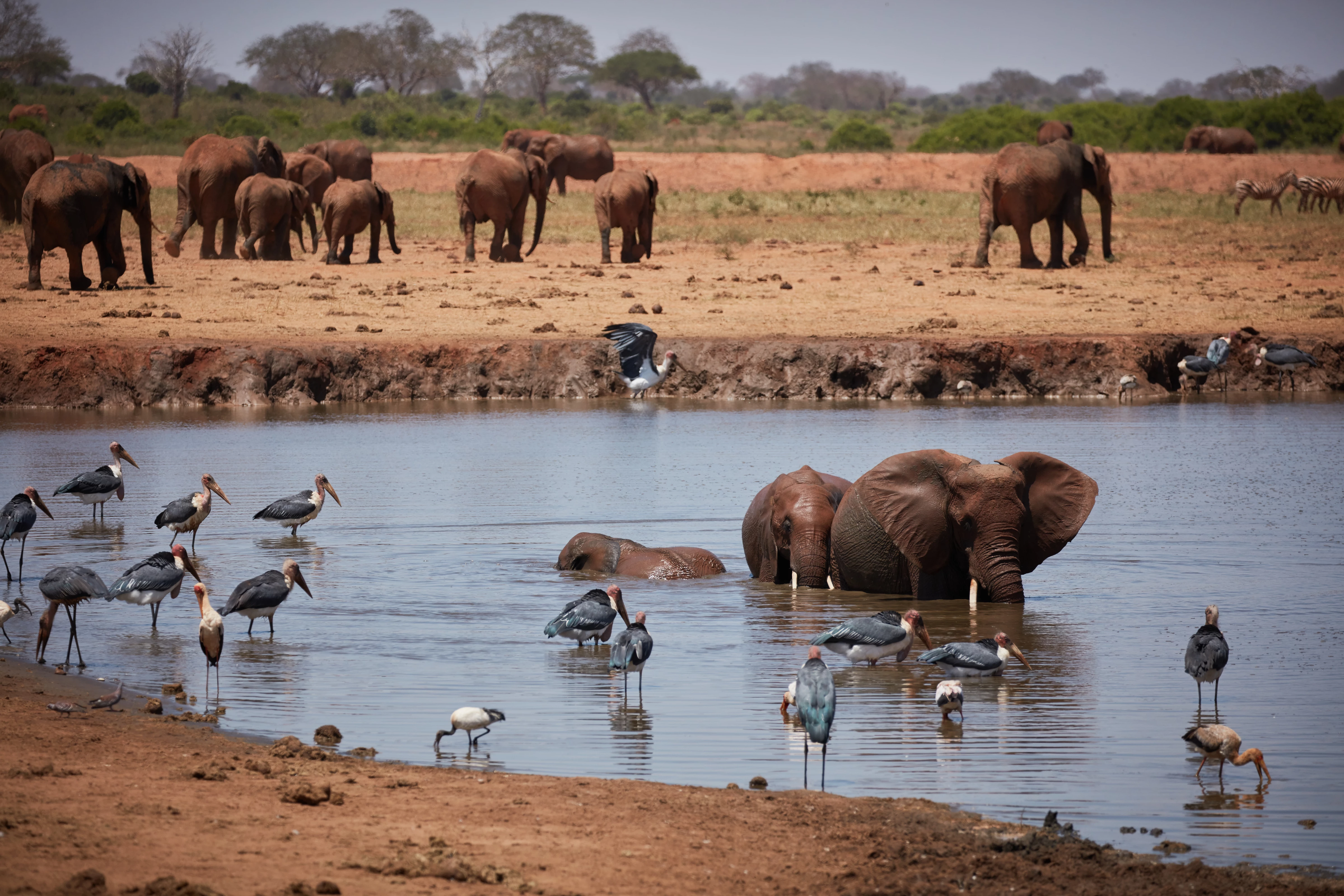 aantal olifanten die aan het drinken zijn_WW2116787.jpg