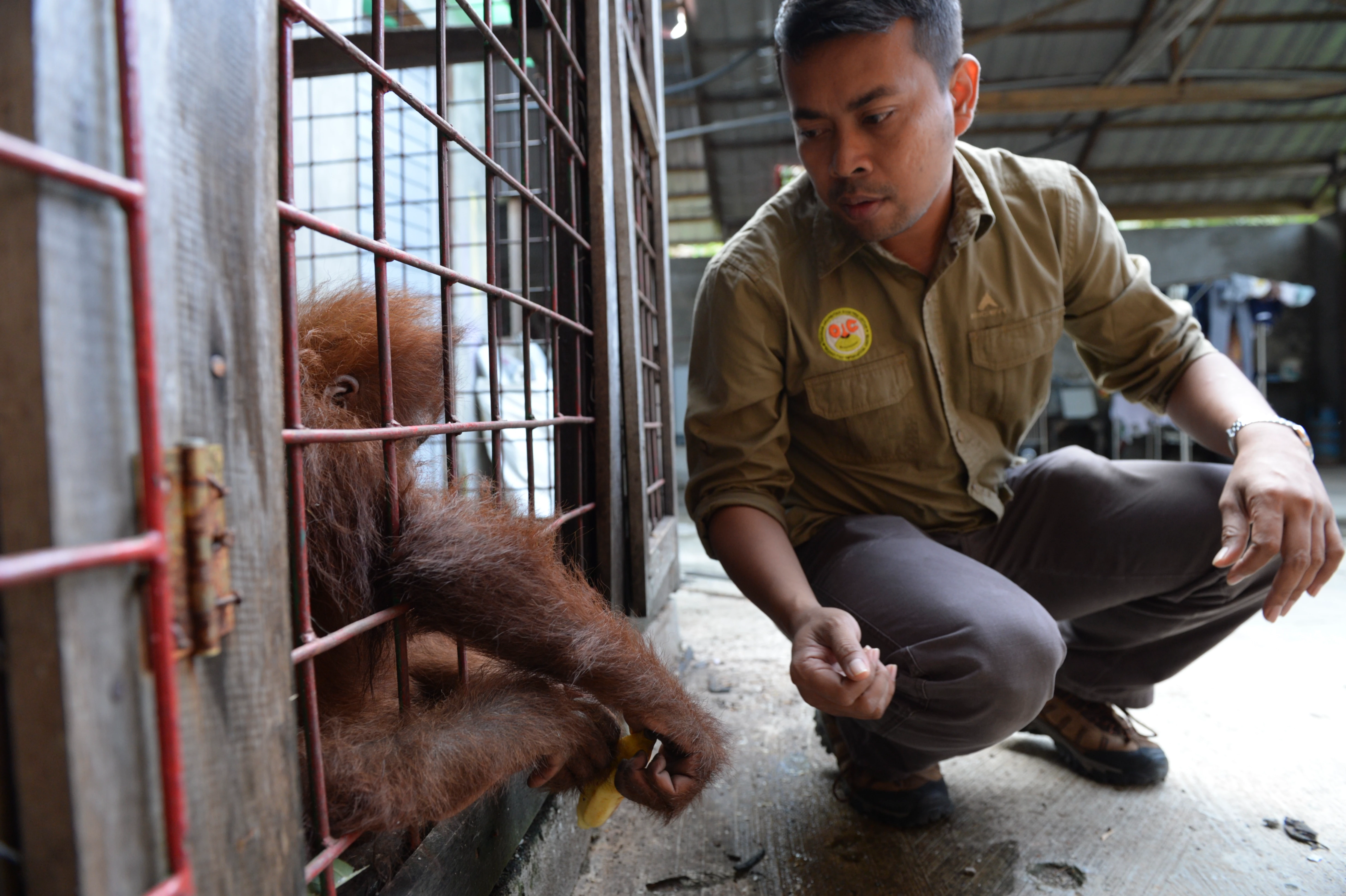 Panut Hadisiswoyo zit gehurkt naast orang-oetan