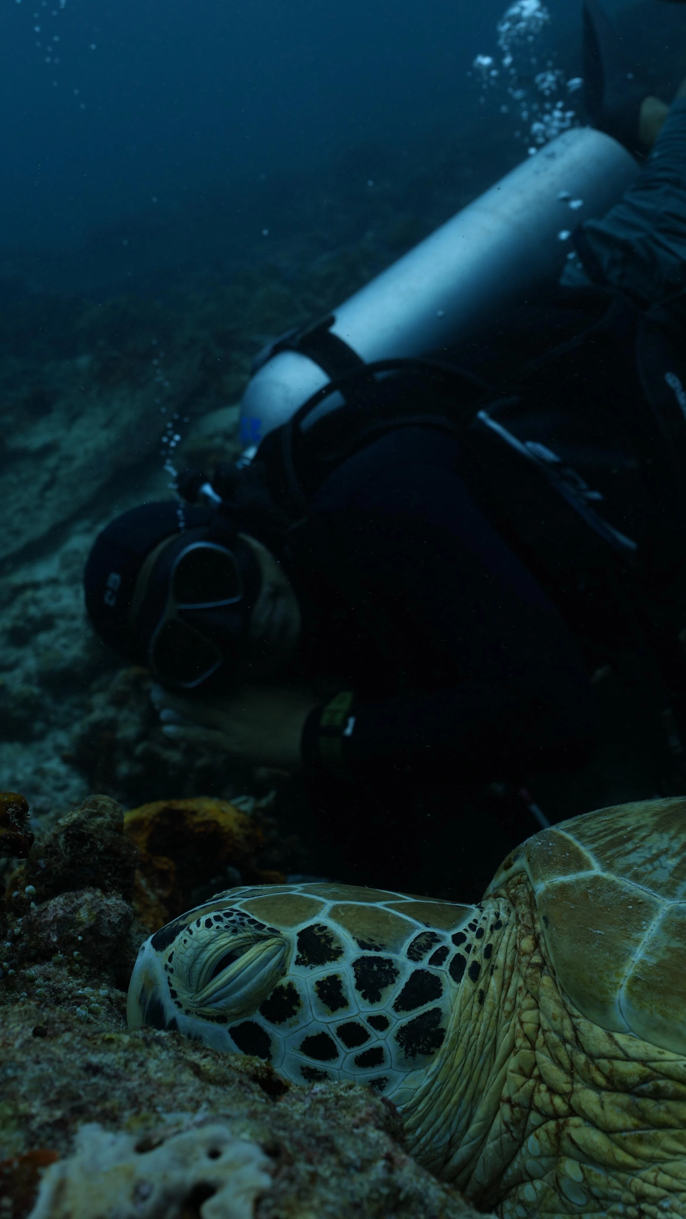 Foto van Ricky met zeeschildpad