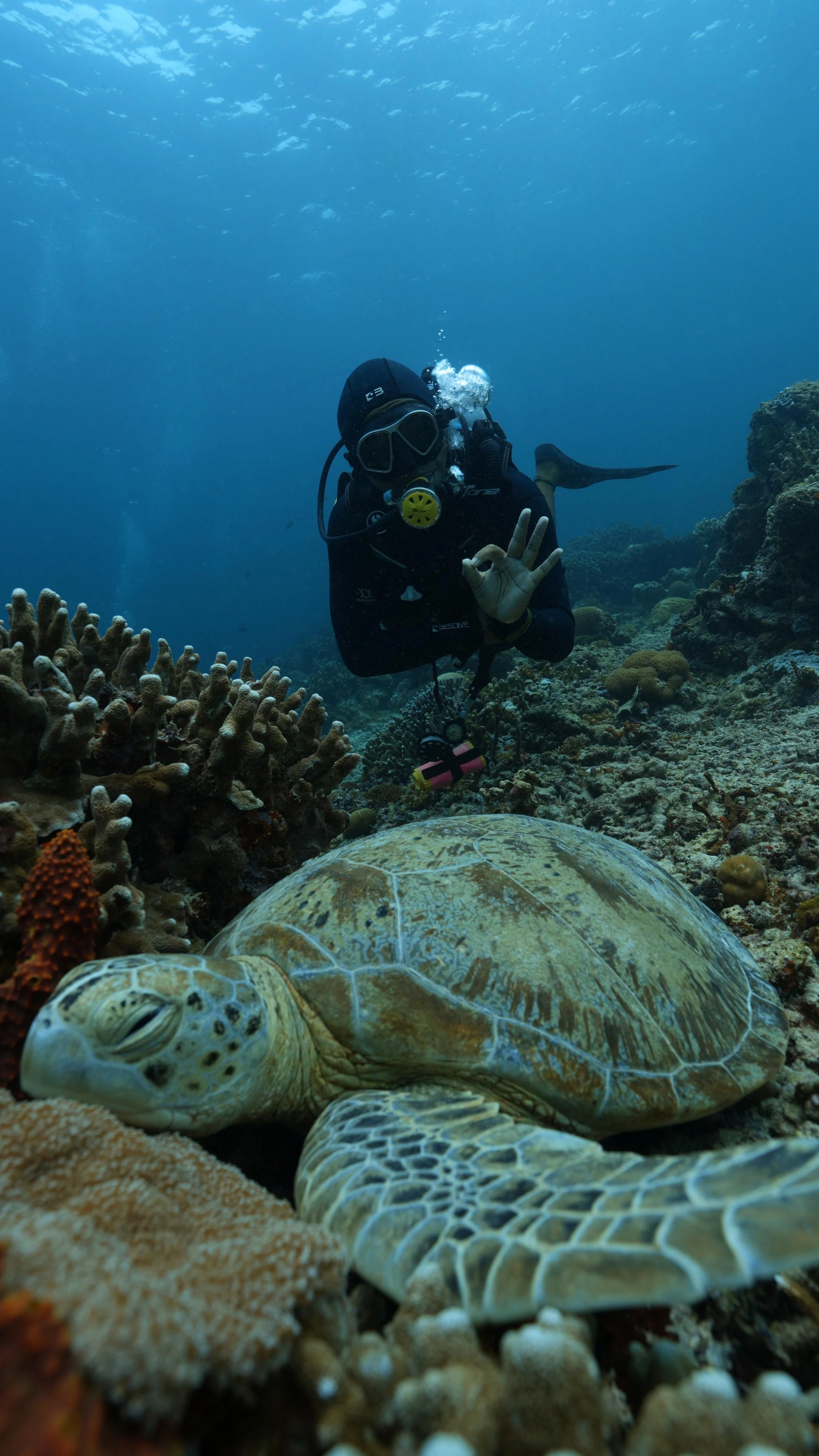 Ricky met slapende zeeschildpad