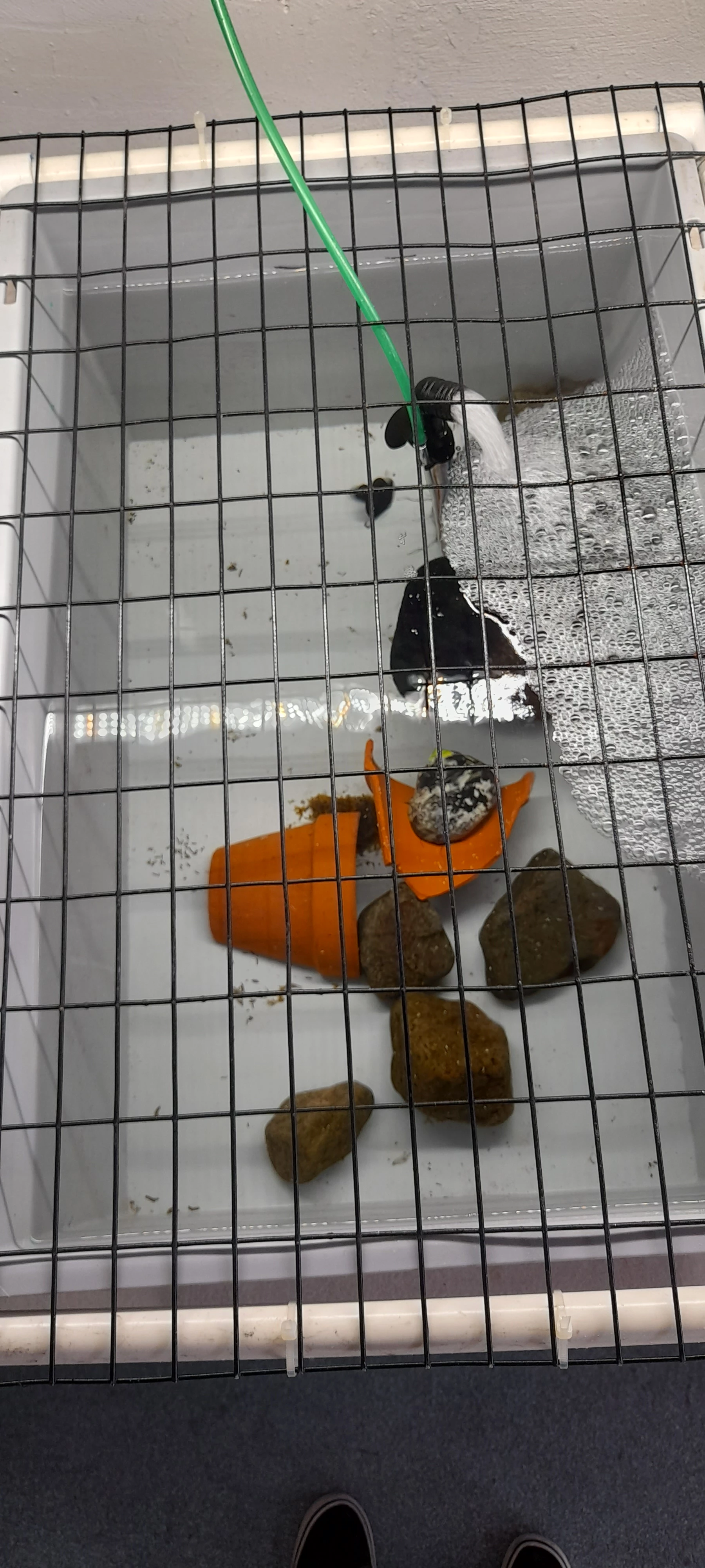 Bak na whelks Reef Grazer Research Group.jpg