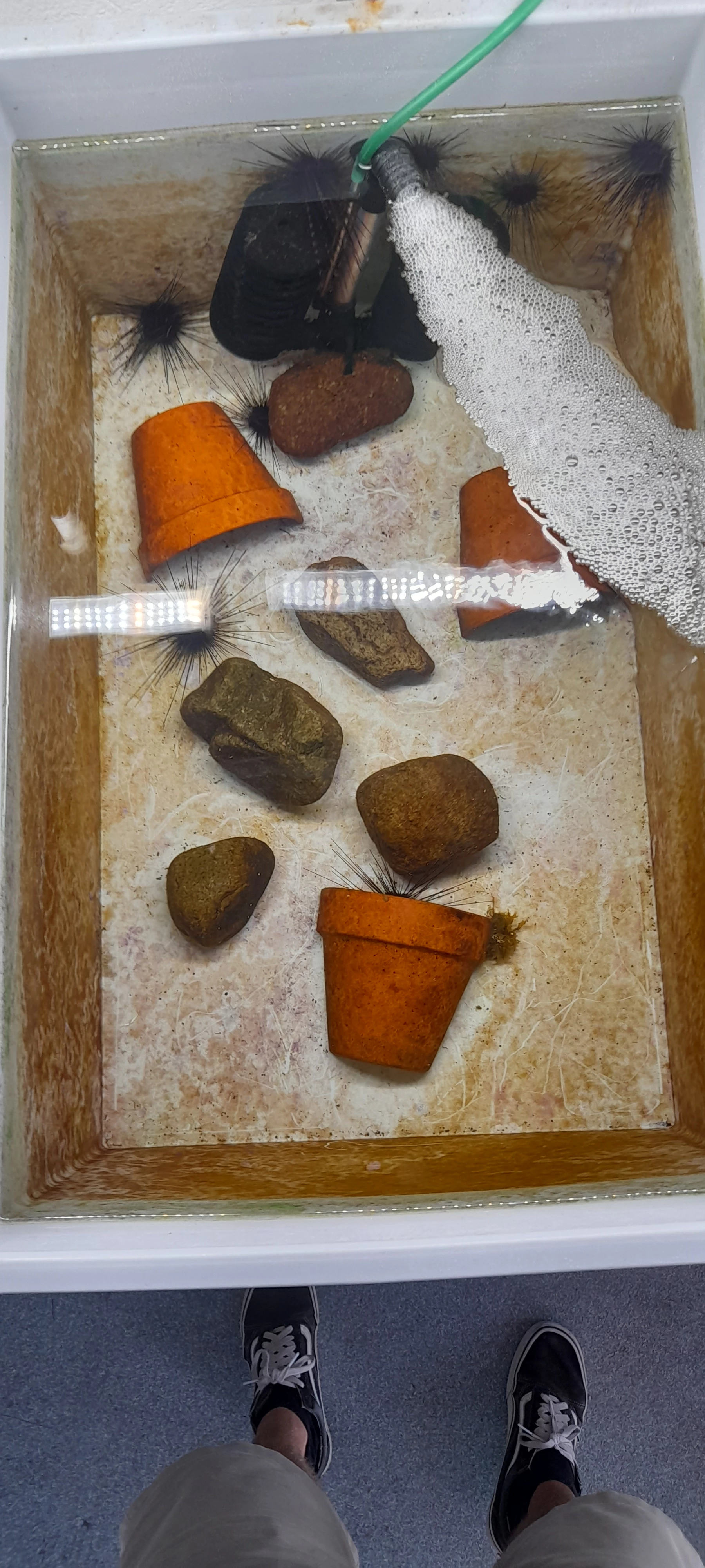 Bak voor whelks Reef Grazer Research Group.jpg