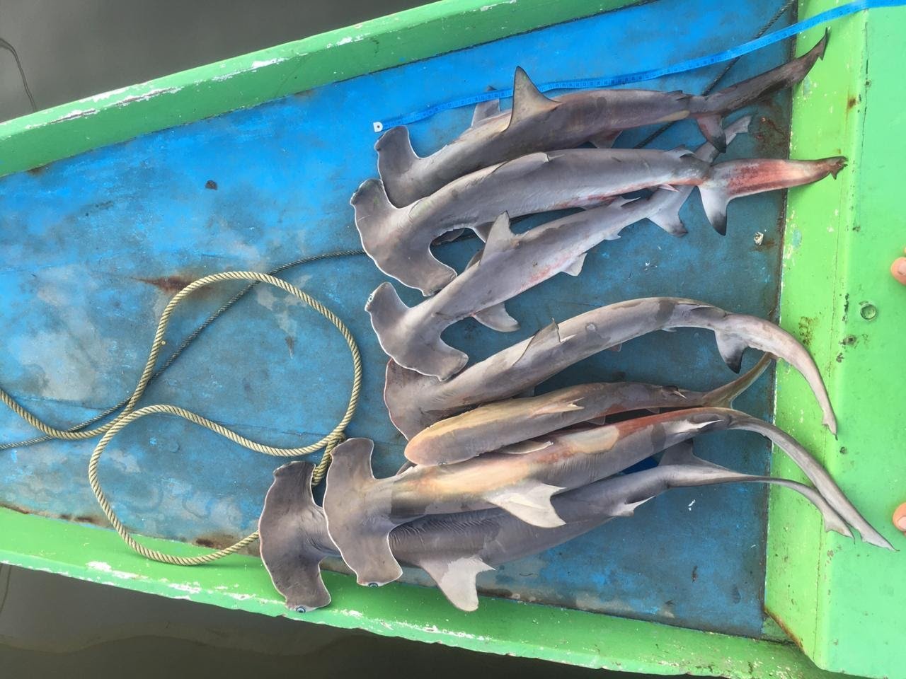 Dode hamerhaaien liggen in bootje