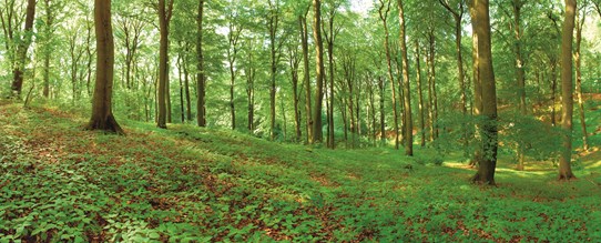 Een bos met veel groen