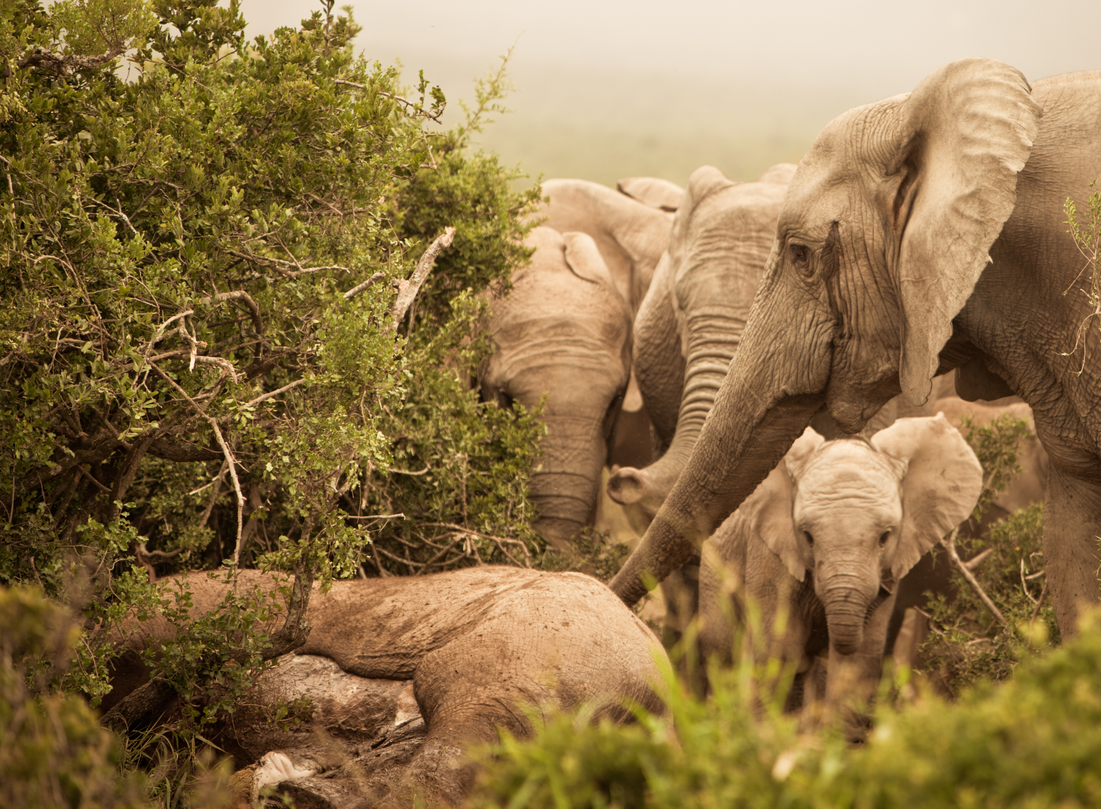 Groep olifanten bij overleden olifant