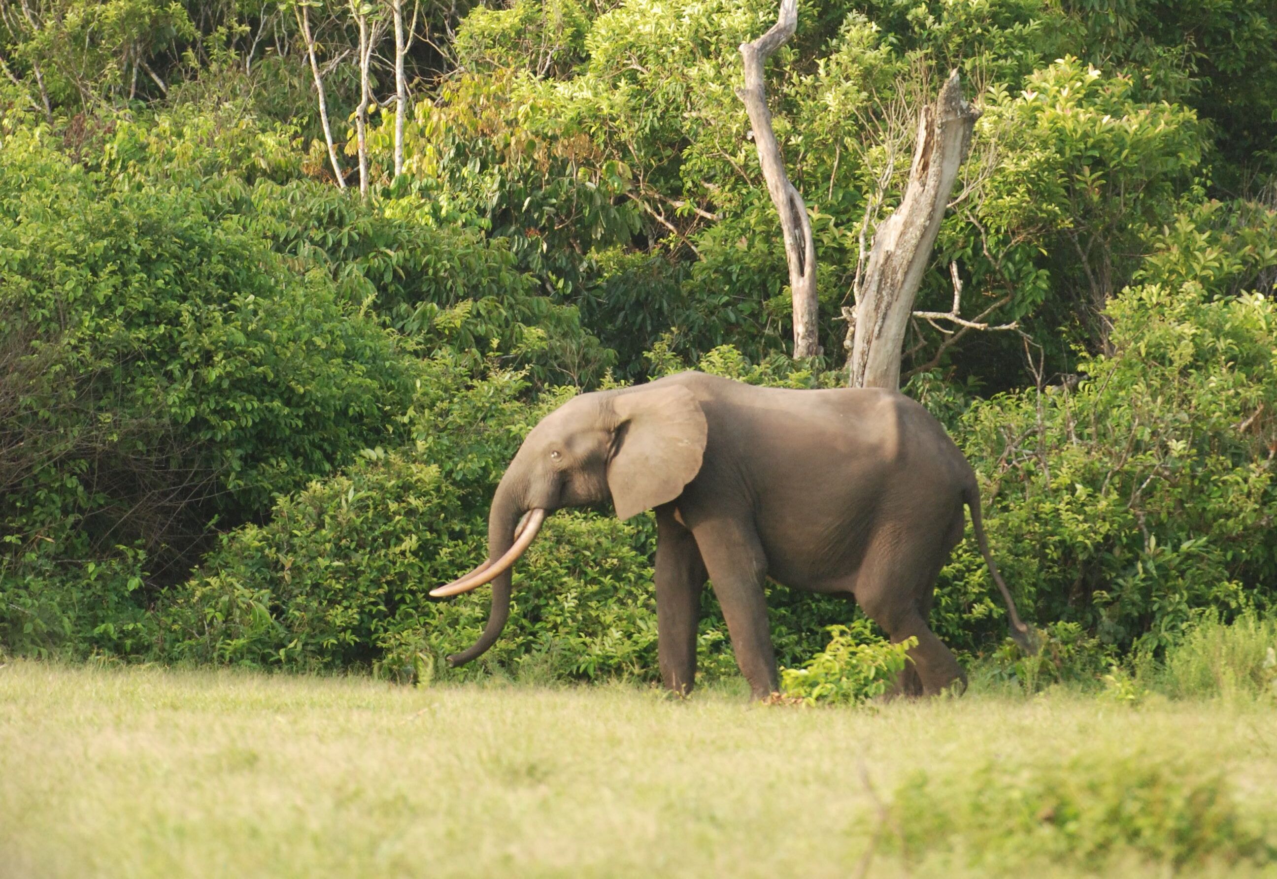 Bosolifant loopt het bos uit richting open veld, Gabon