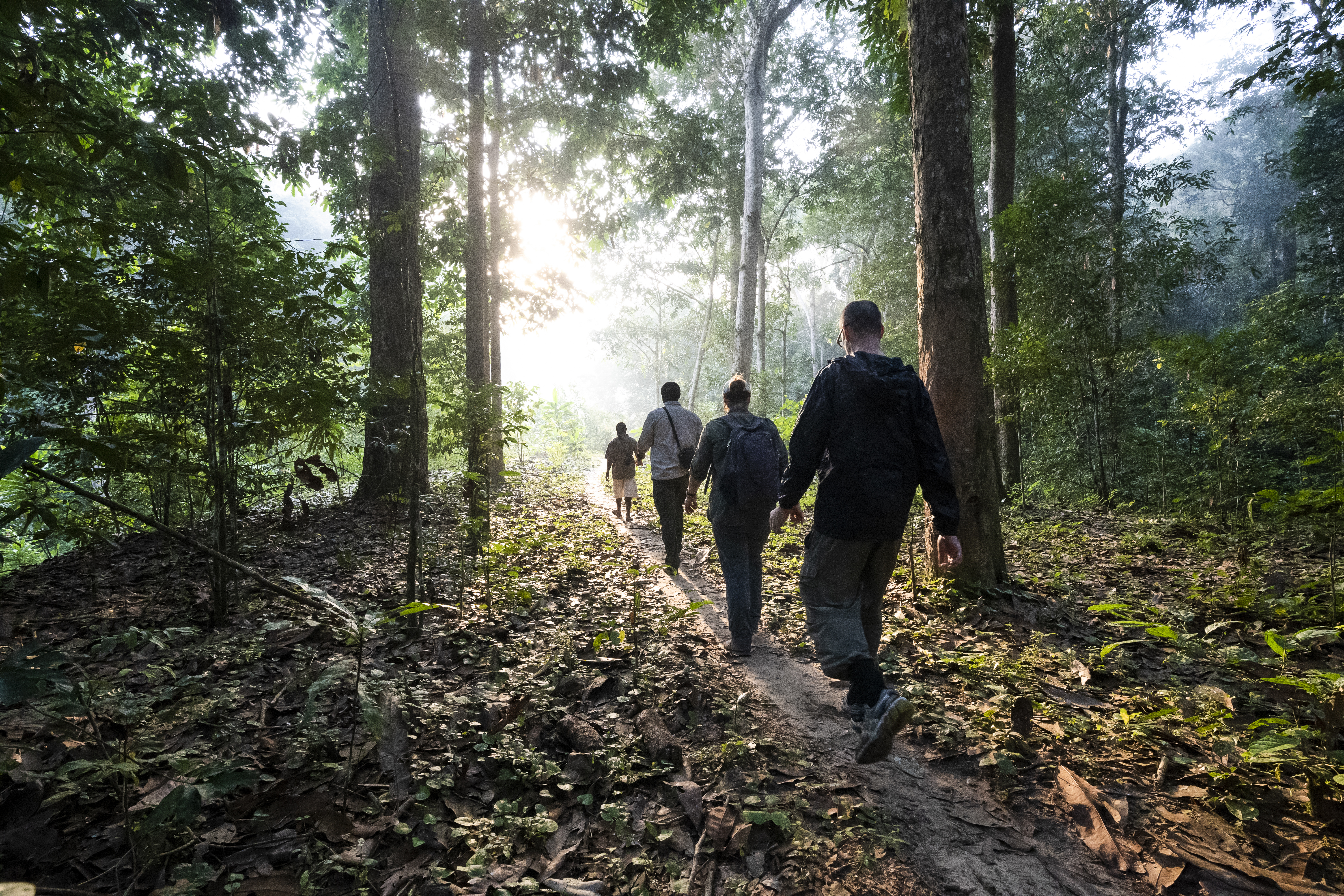 Toeristen worden geleid naar gehabitueerde gorillas, Dzanga-Sangha, Centraal Afrika