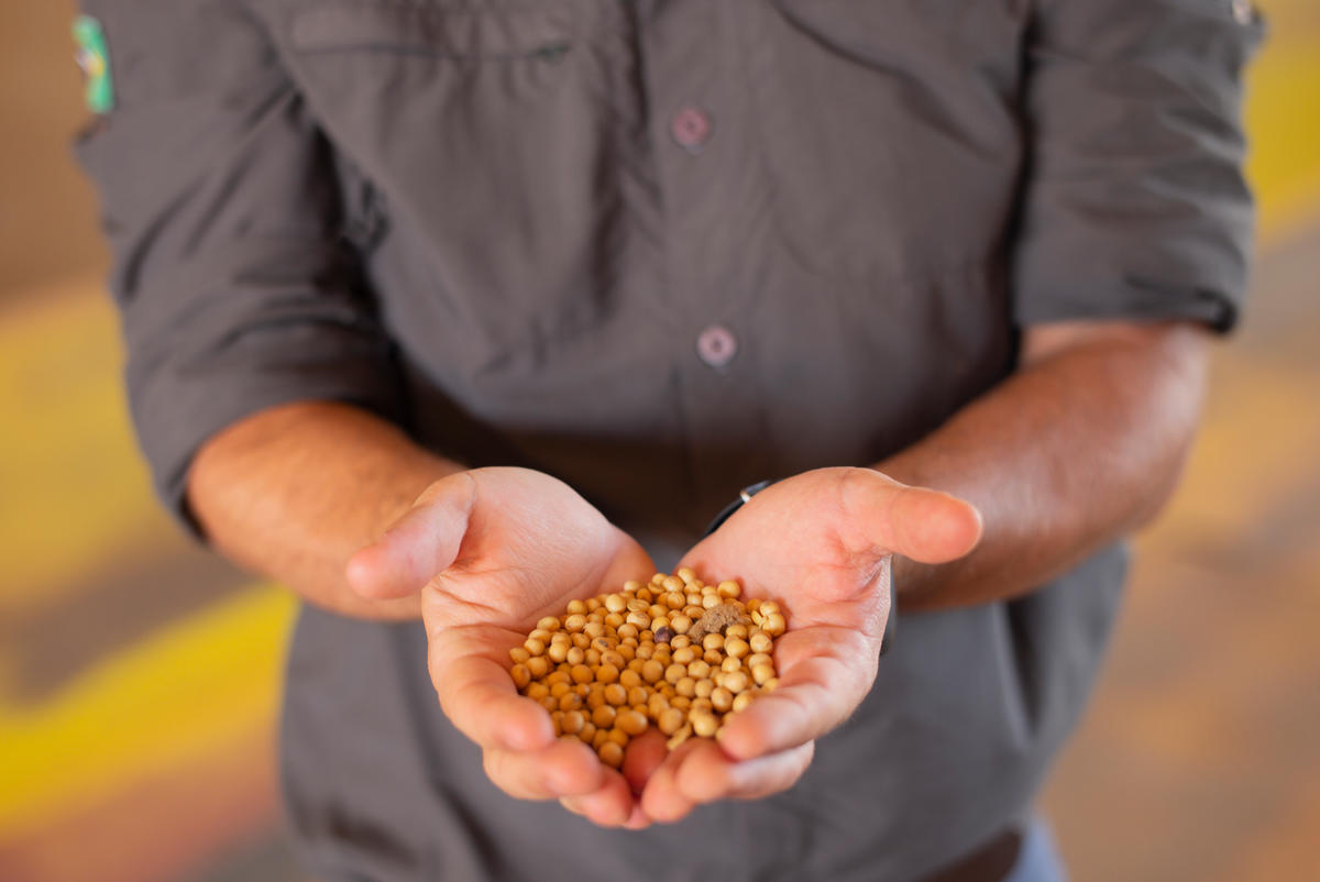 Hand met soja, Cerrado Brazilië 