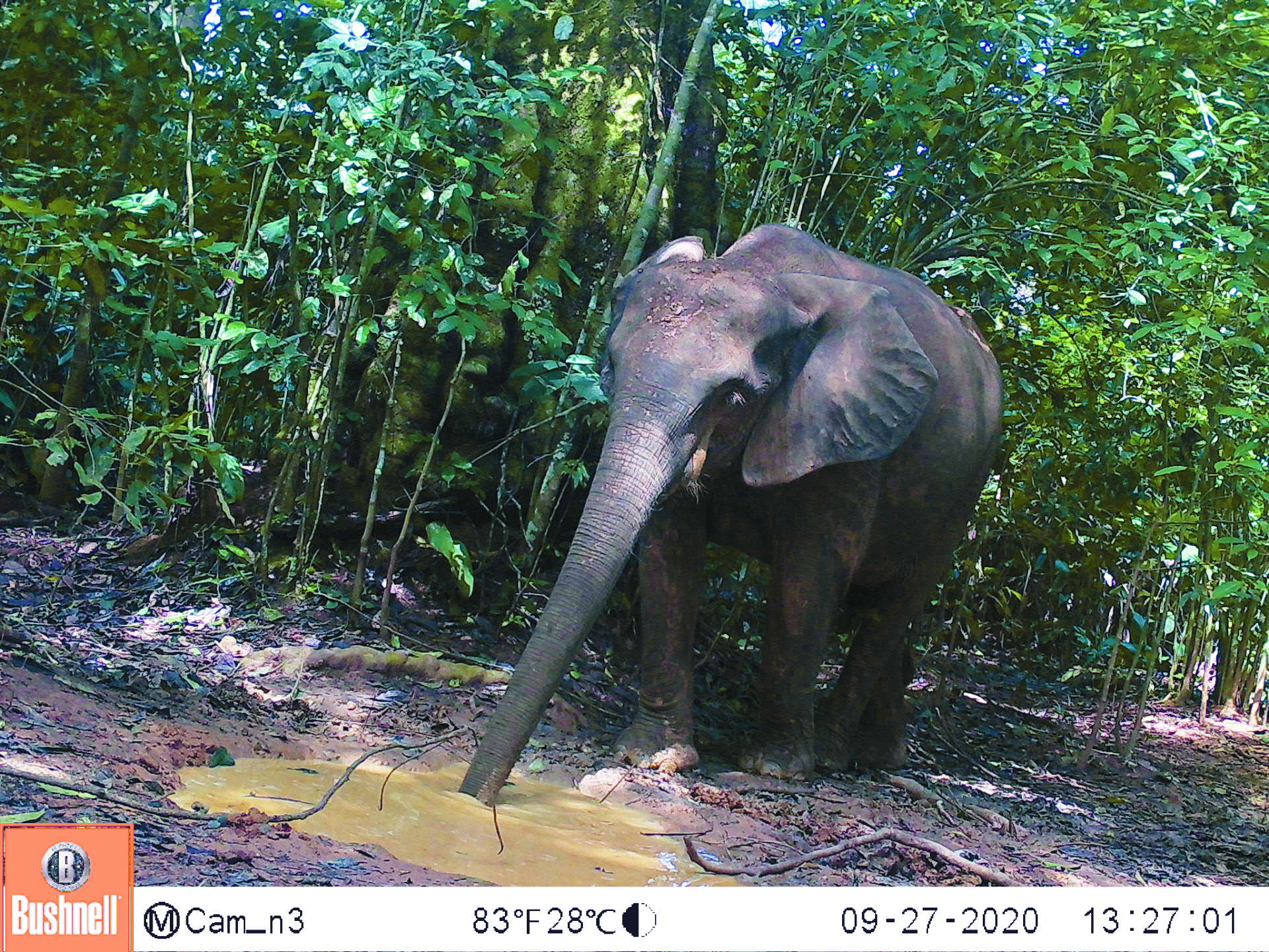 Bosolifant op wildcamera Congo