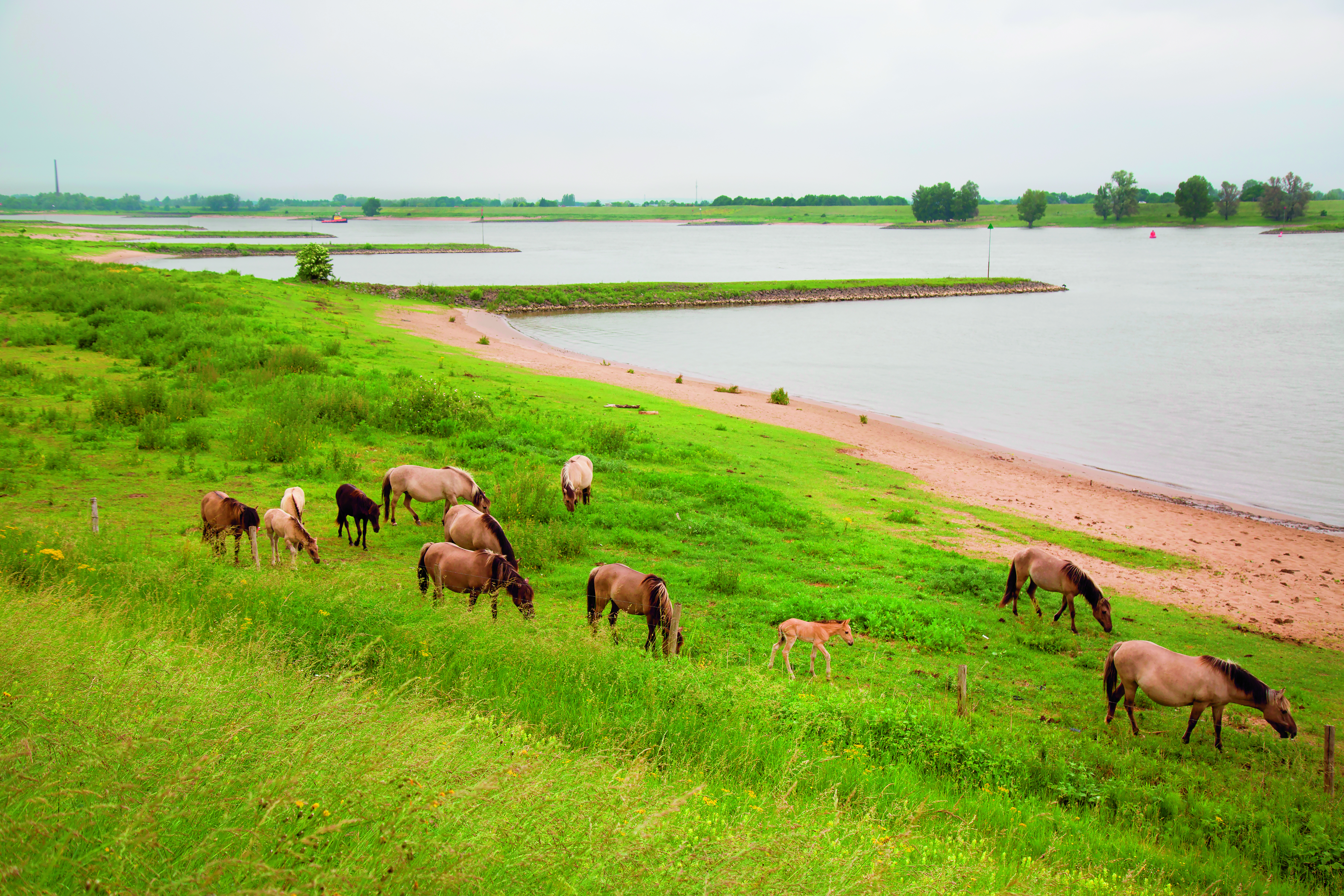 Konikpaarden langs de rivier