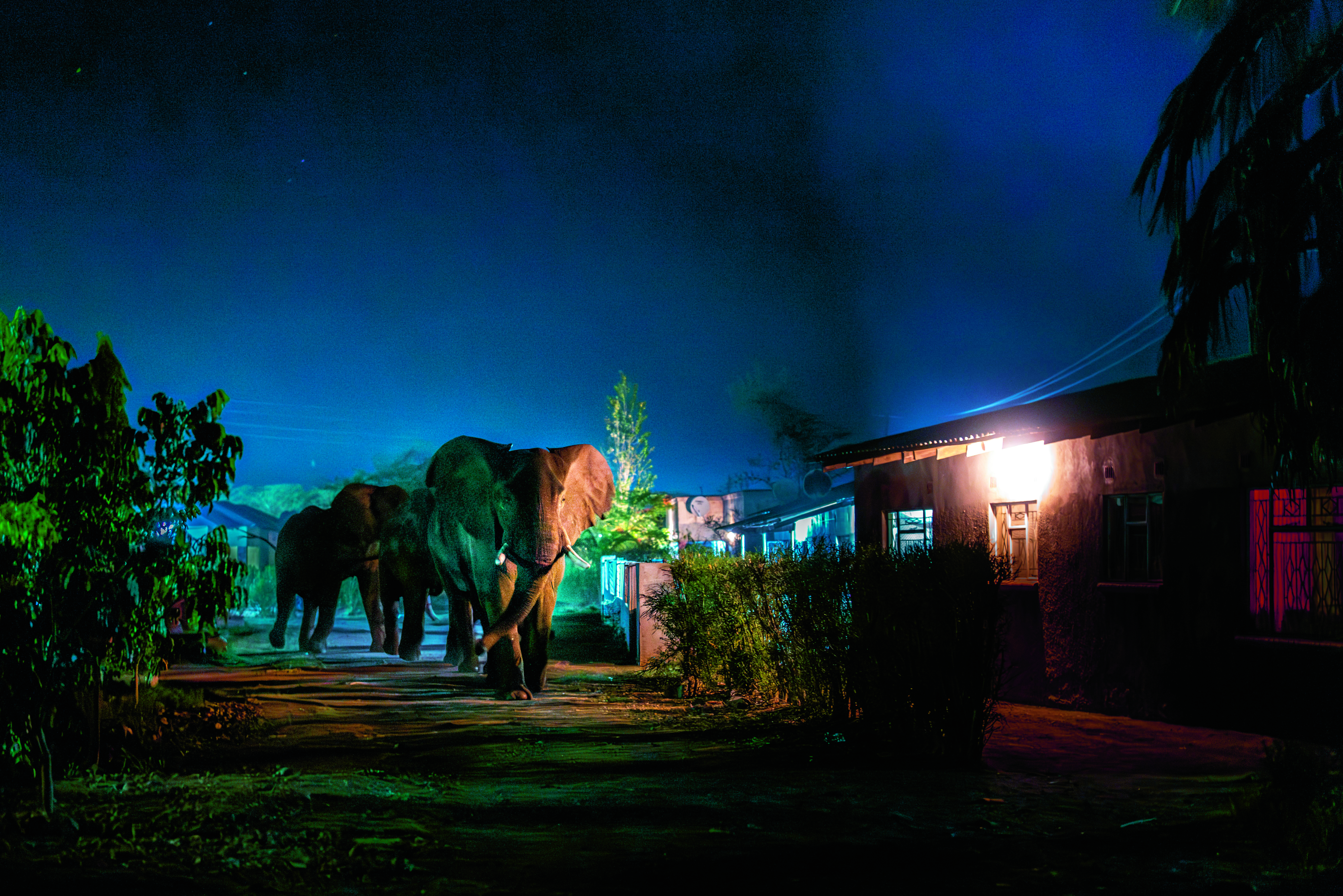 Olifant in rubriek Zambia: Op zoek naar ruimte
