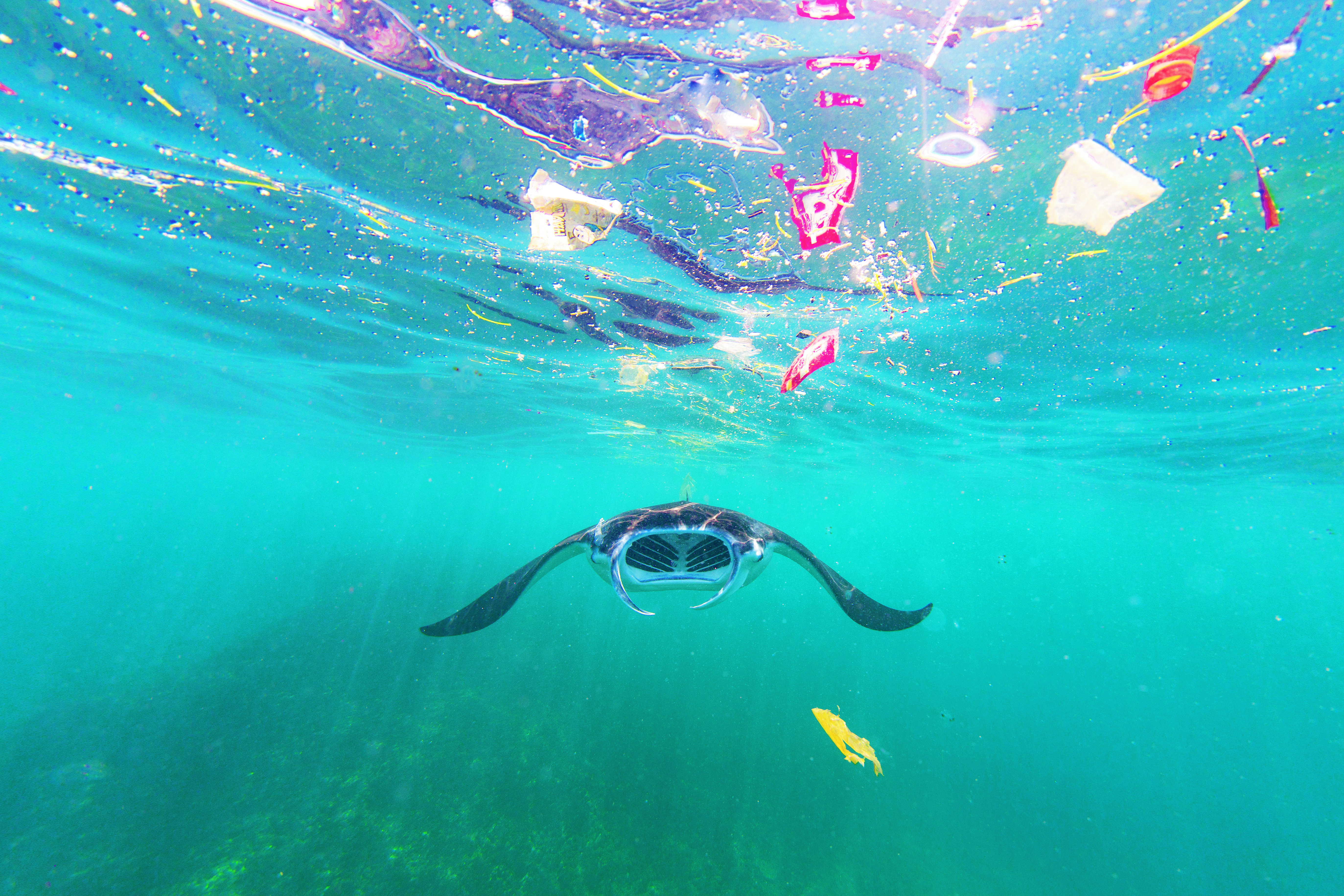 Manta zwemt onder het plastic afval
