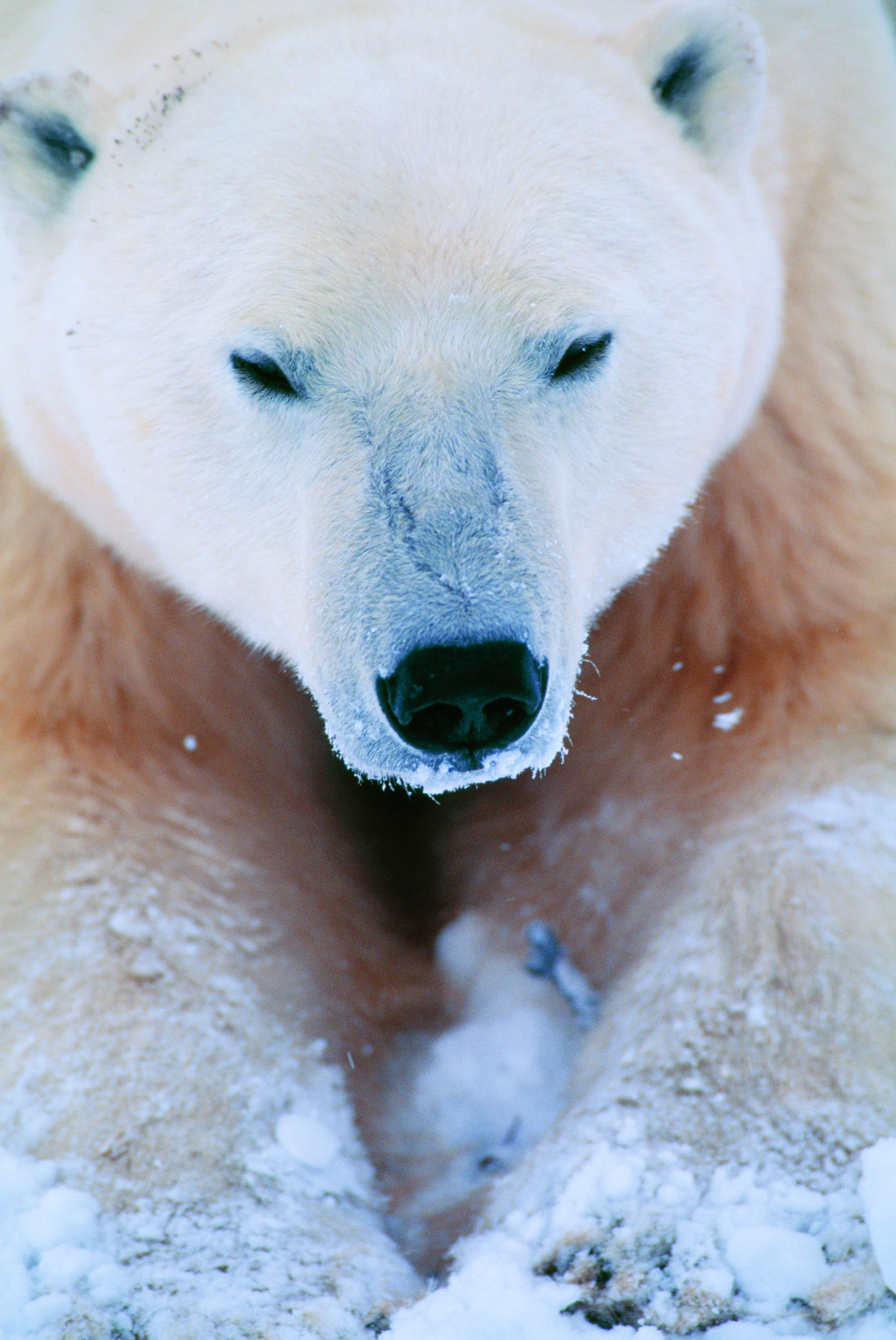 Close-up ijsbeer
