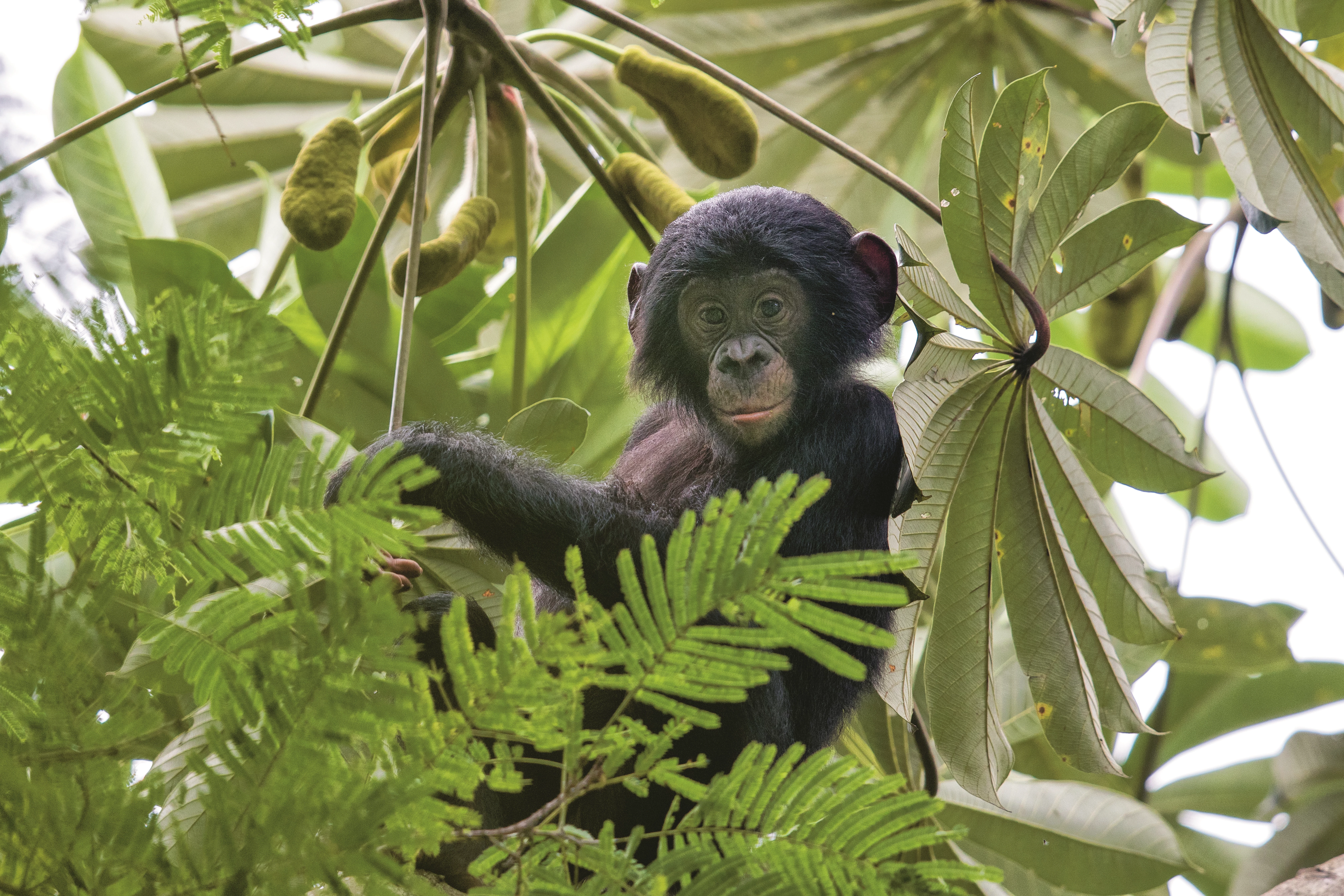 Bonobo Congo WW243096