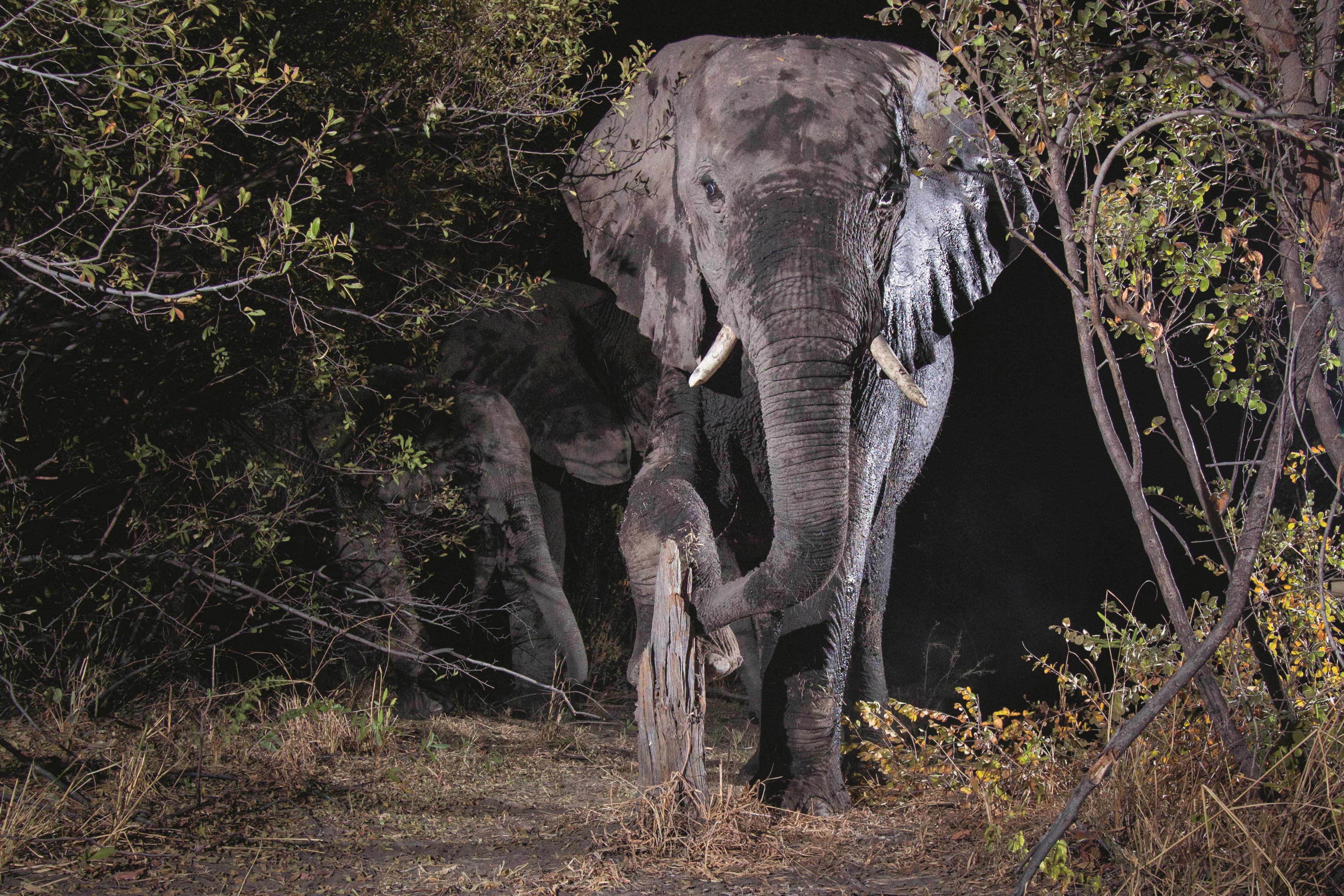 Olifant loopt in het donker, verborgen camera WW1105309