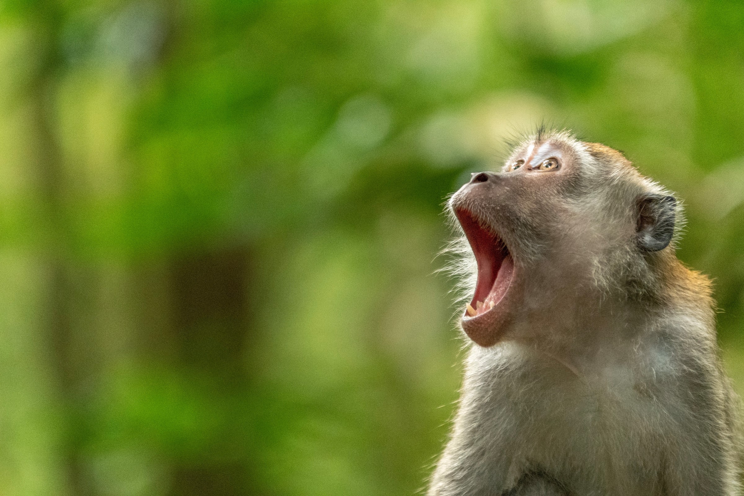 Aapje in bos met zijn mond wagenwijd open