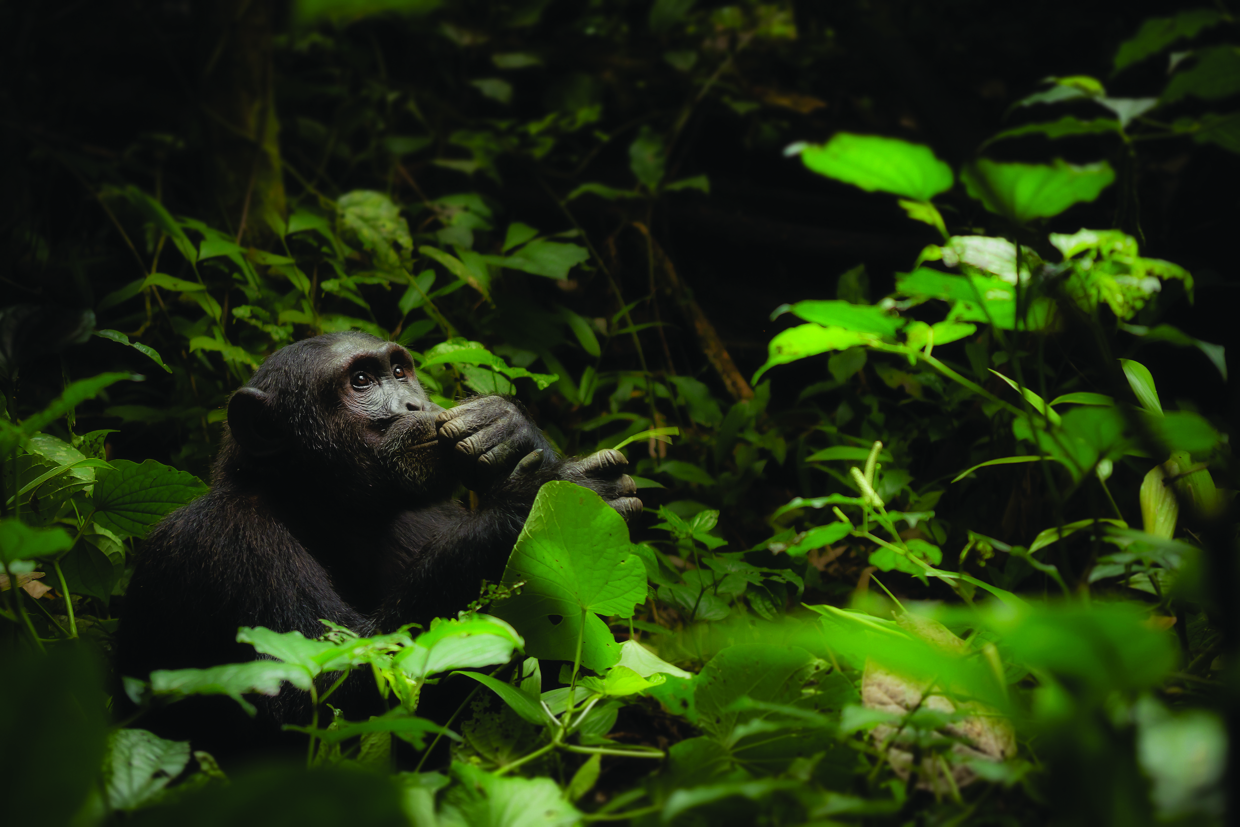 Chimpanzee kijkt omhoog tussen groene struiken