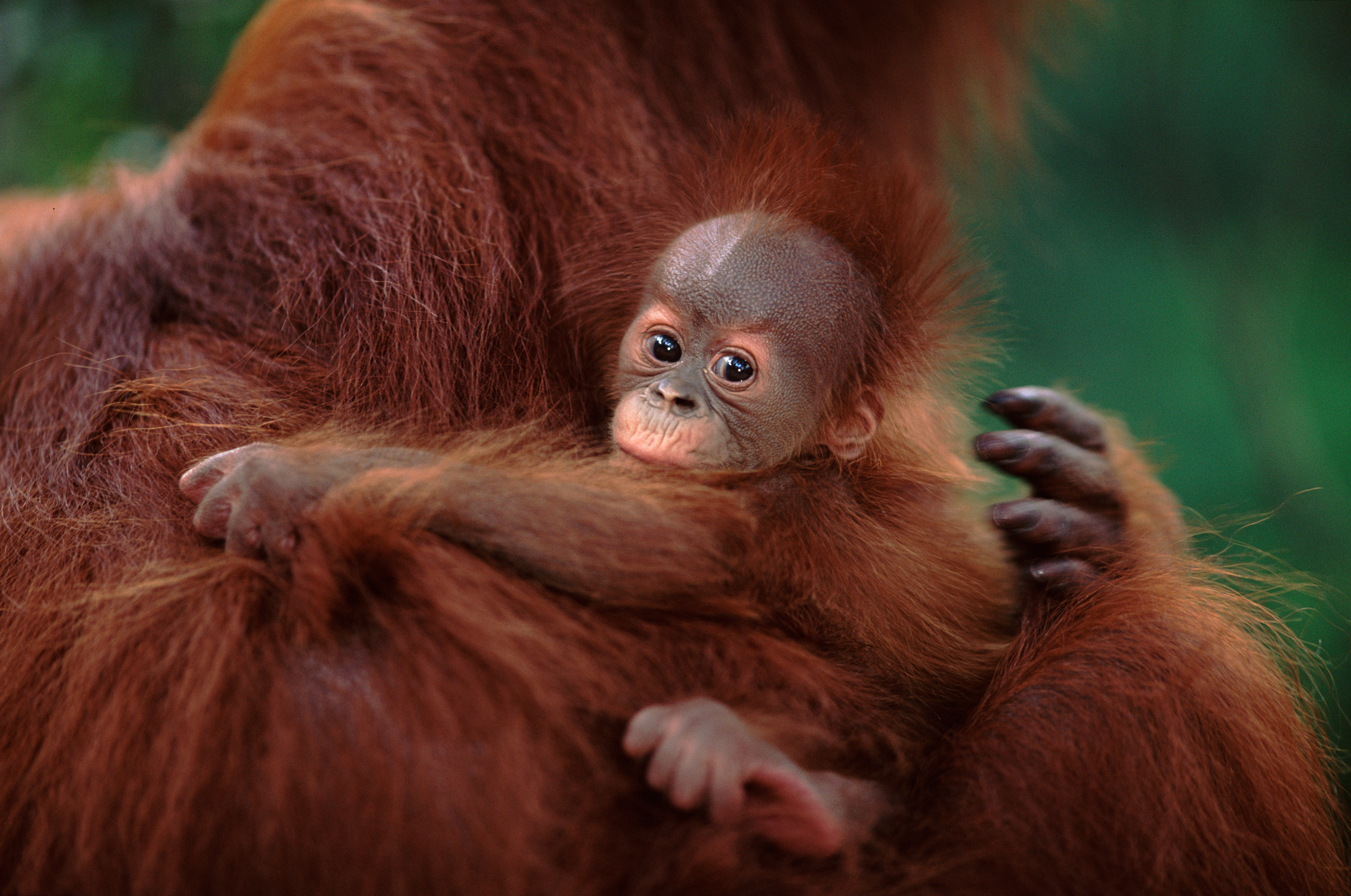 Sumatraanse orang-oetan met baby