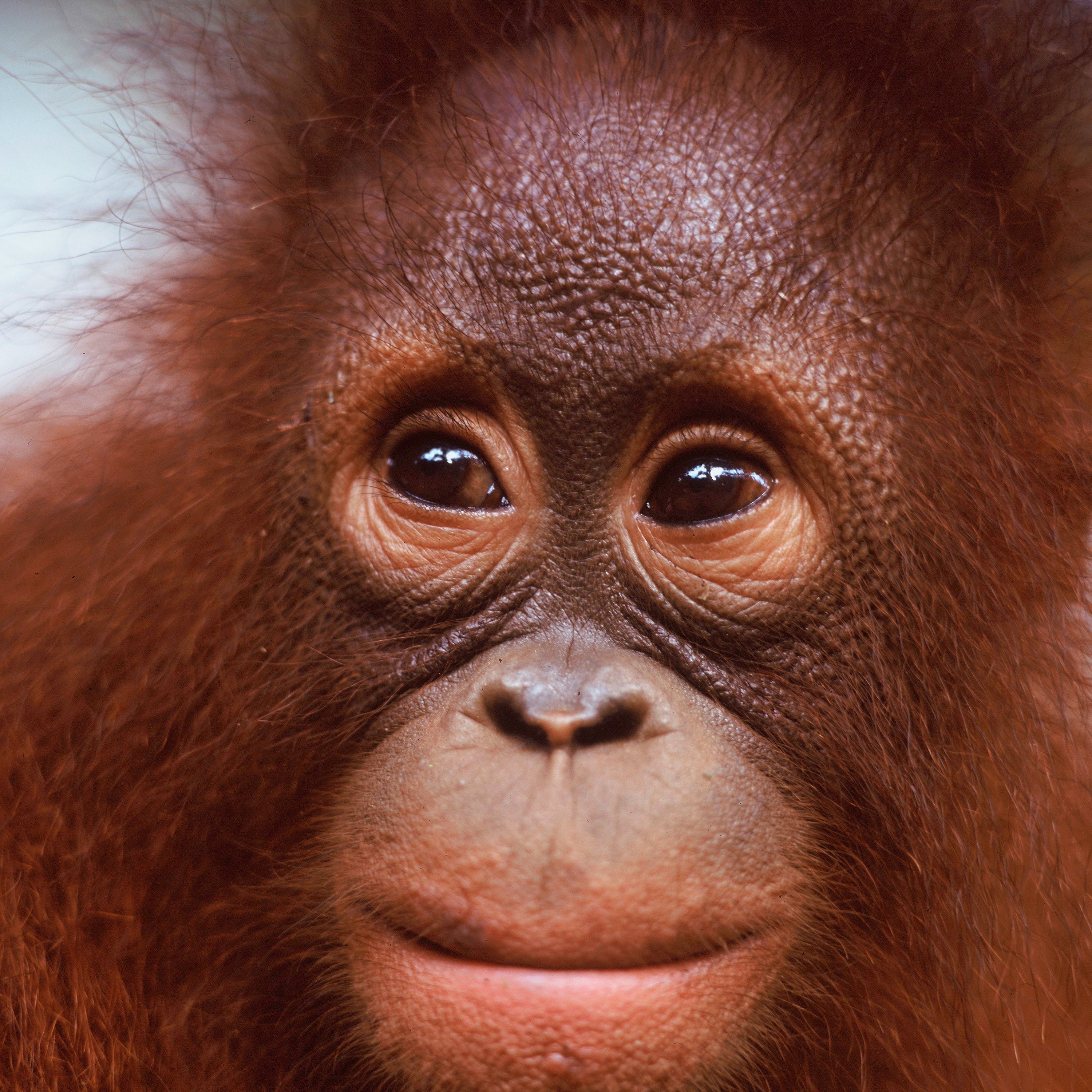 Orang-oetan | WWF | Ernstig bedreigd door de mens