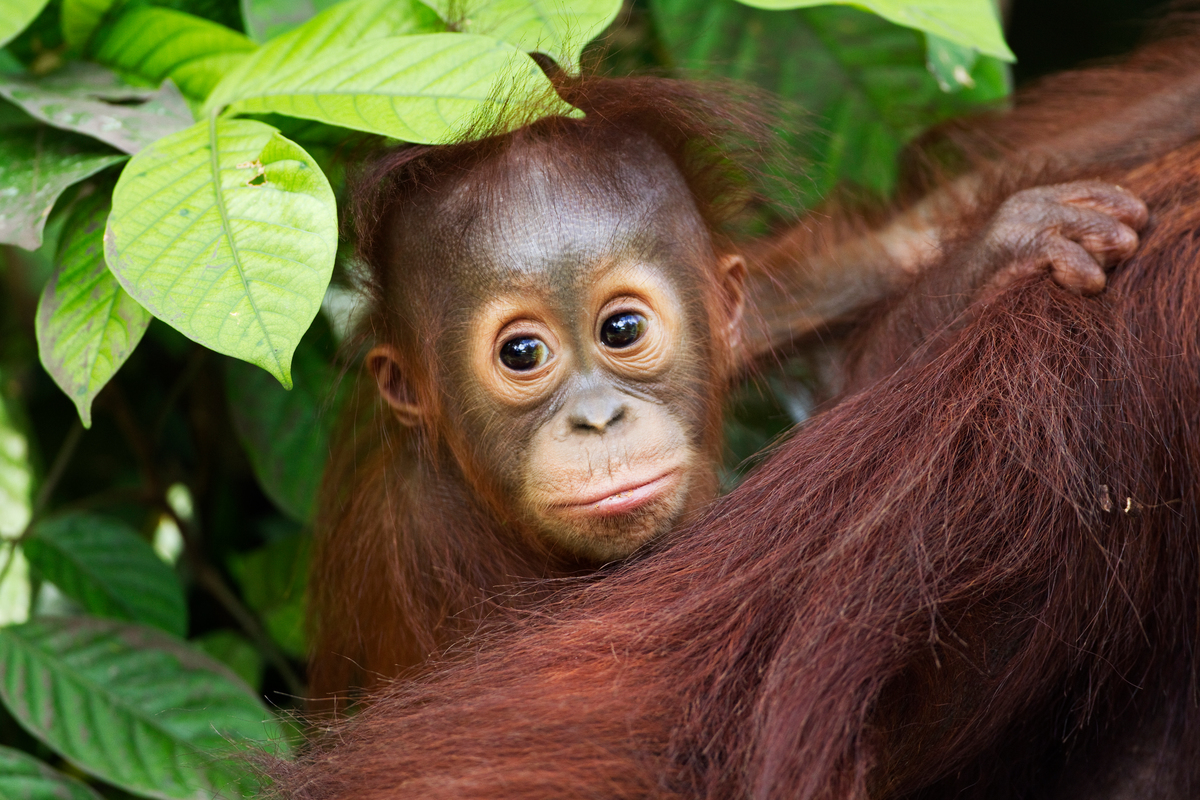 Close-up orang-oetan baby