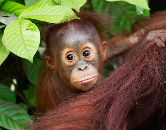 Close-up orang-oetan baby