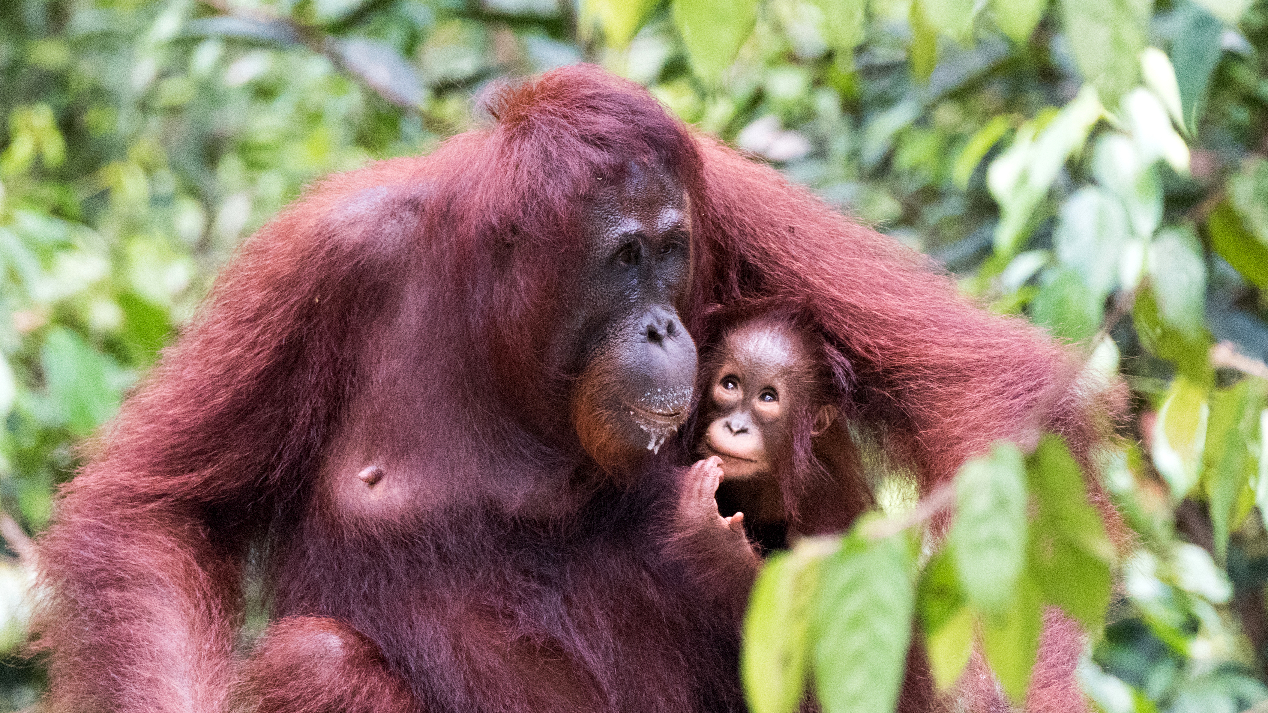 Borneaanse orang-oetan (Pongo pygmaeus) met baby in Camp Leakey op Borneo, Indonesië