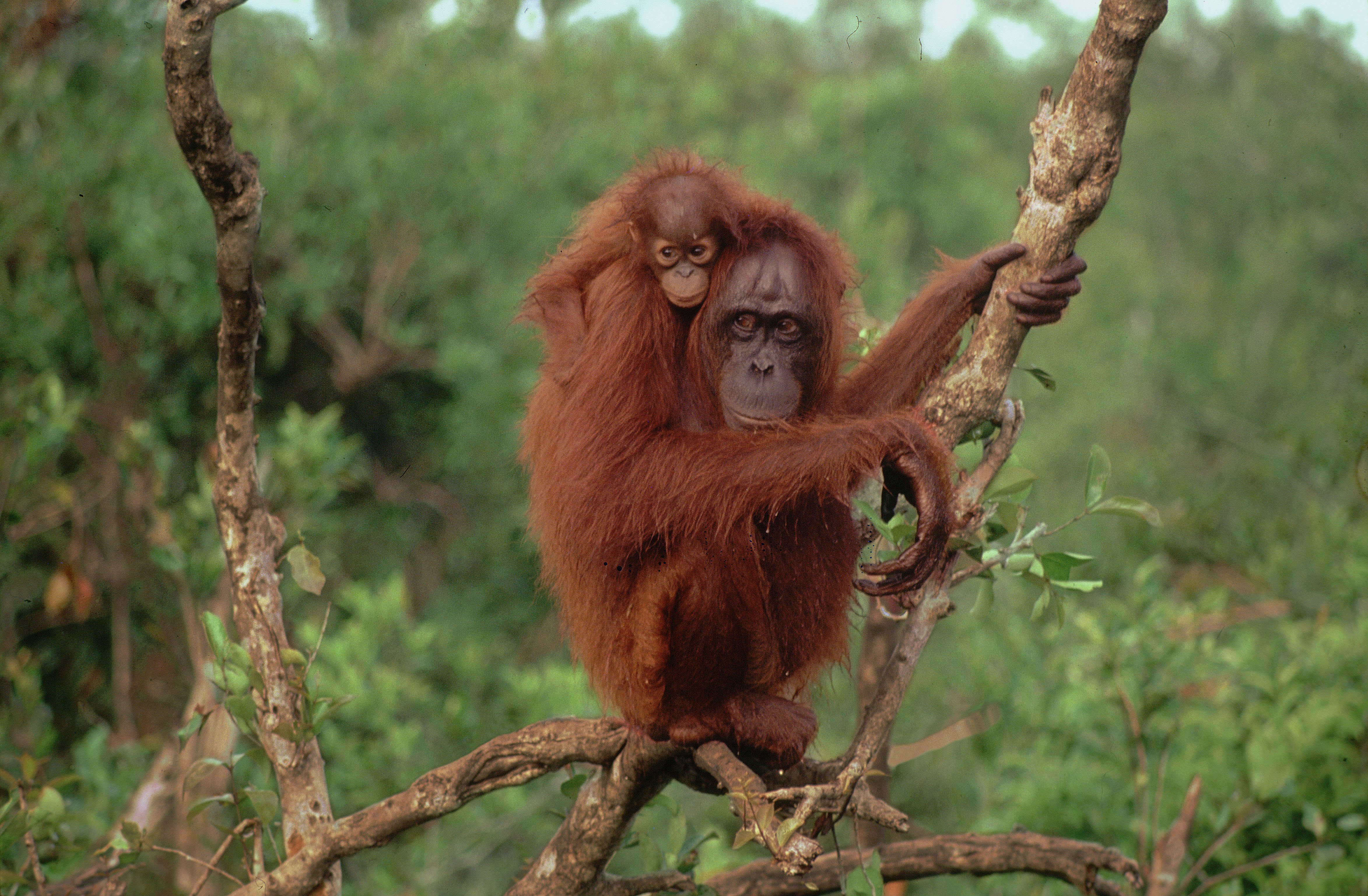  Orang  oetanpopulatie Sabah stabiel