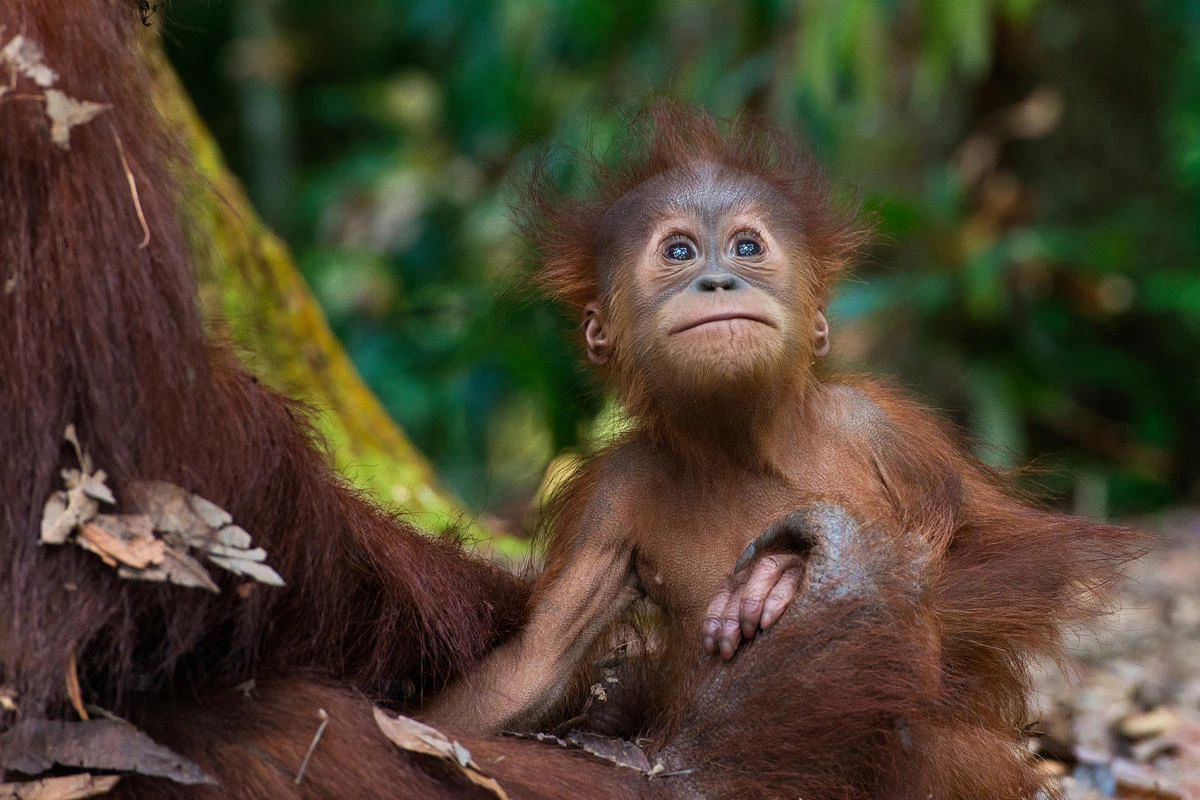 De orang-oetan in beeld