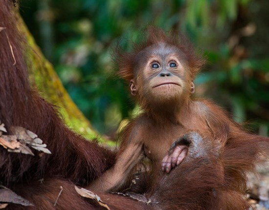 sumatraanse baby orang oetan
