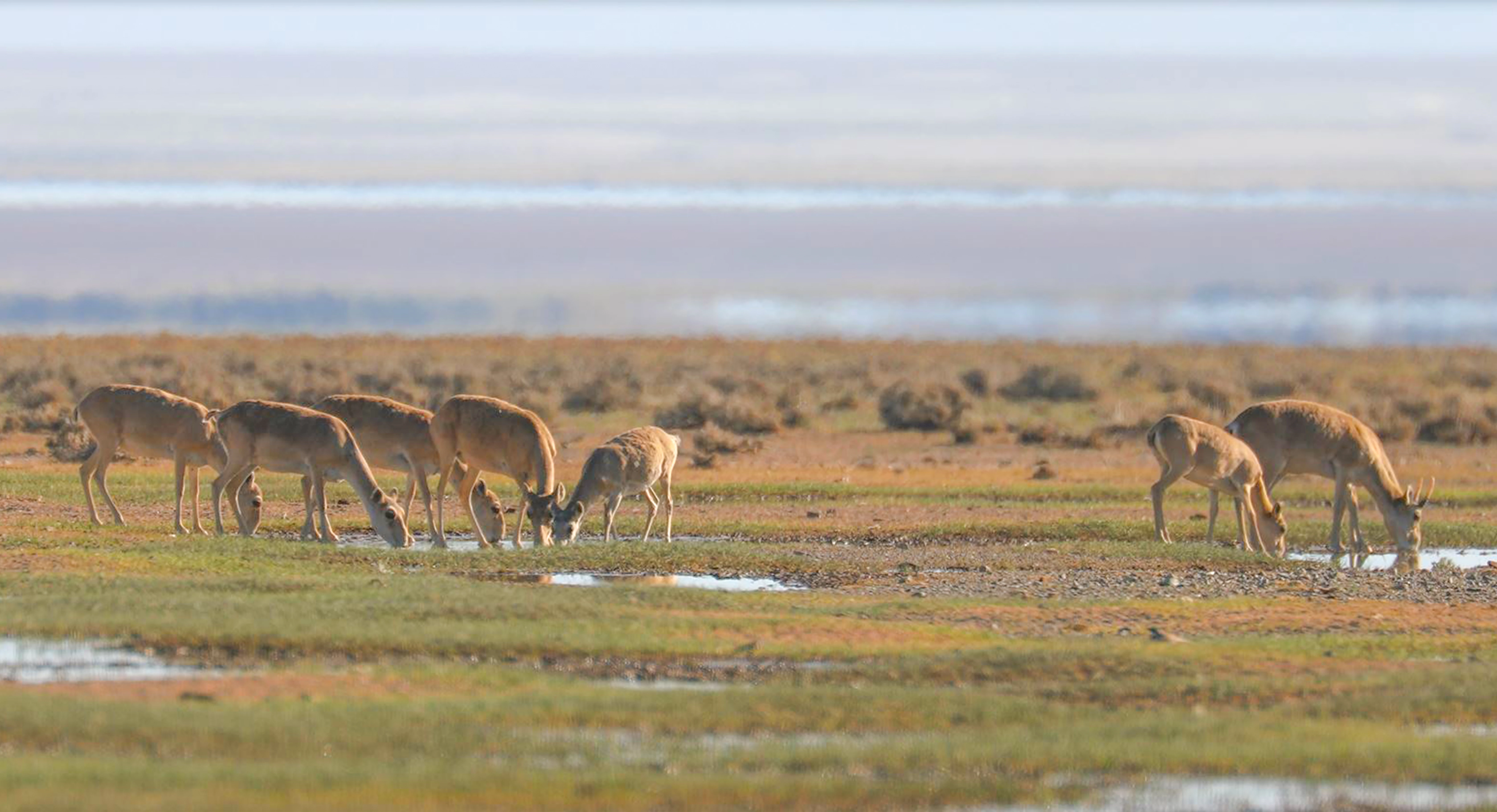 kudde Mongoolse saiga-antilopen.jpg