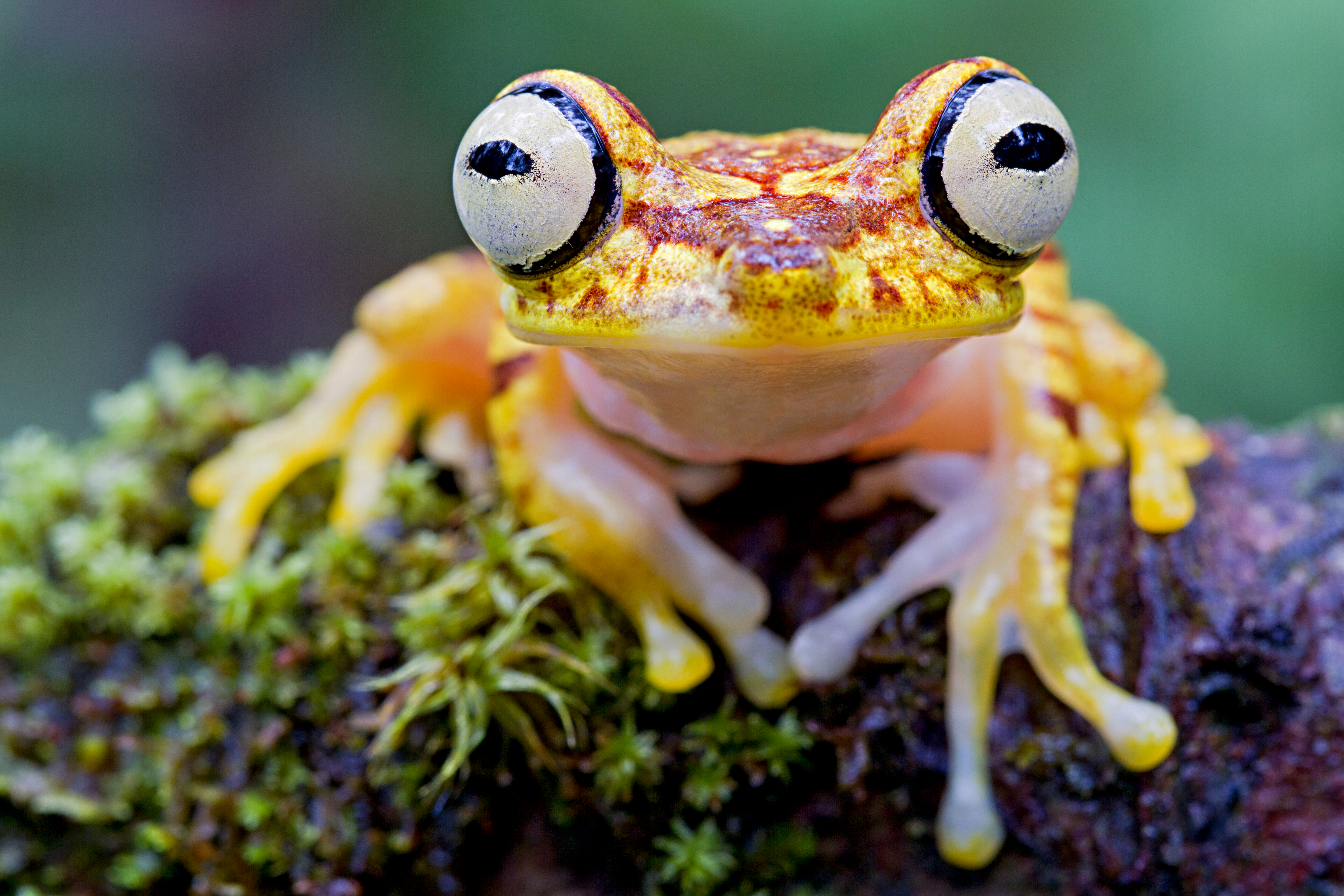 Boomkikker close-up, kikker, Ecuador