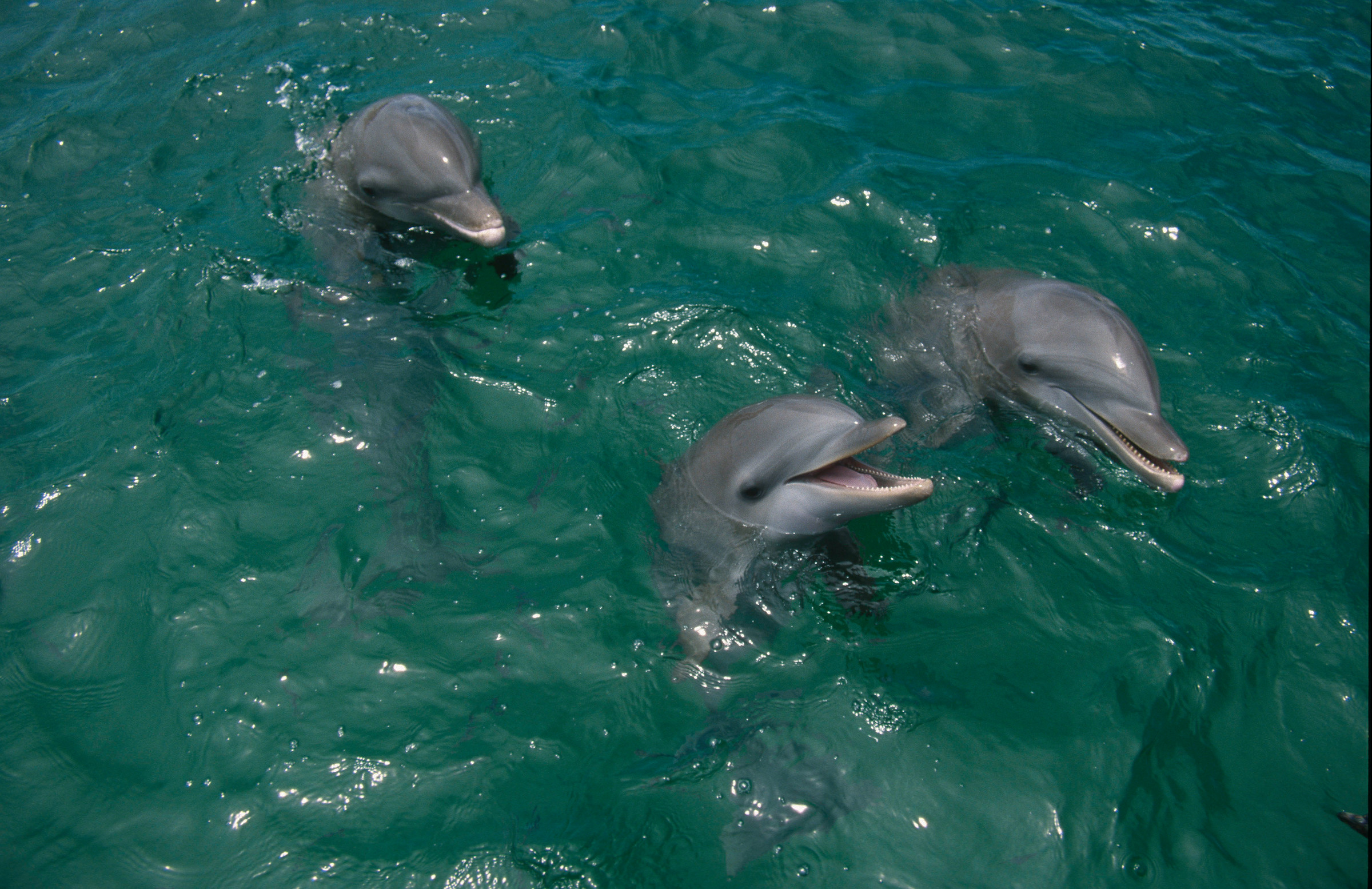 Drie dolfijnen in de zee