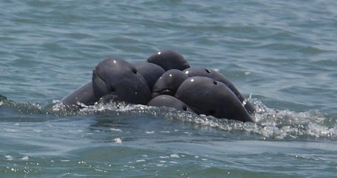 Mekong dolphin groepsknuffel