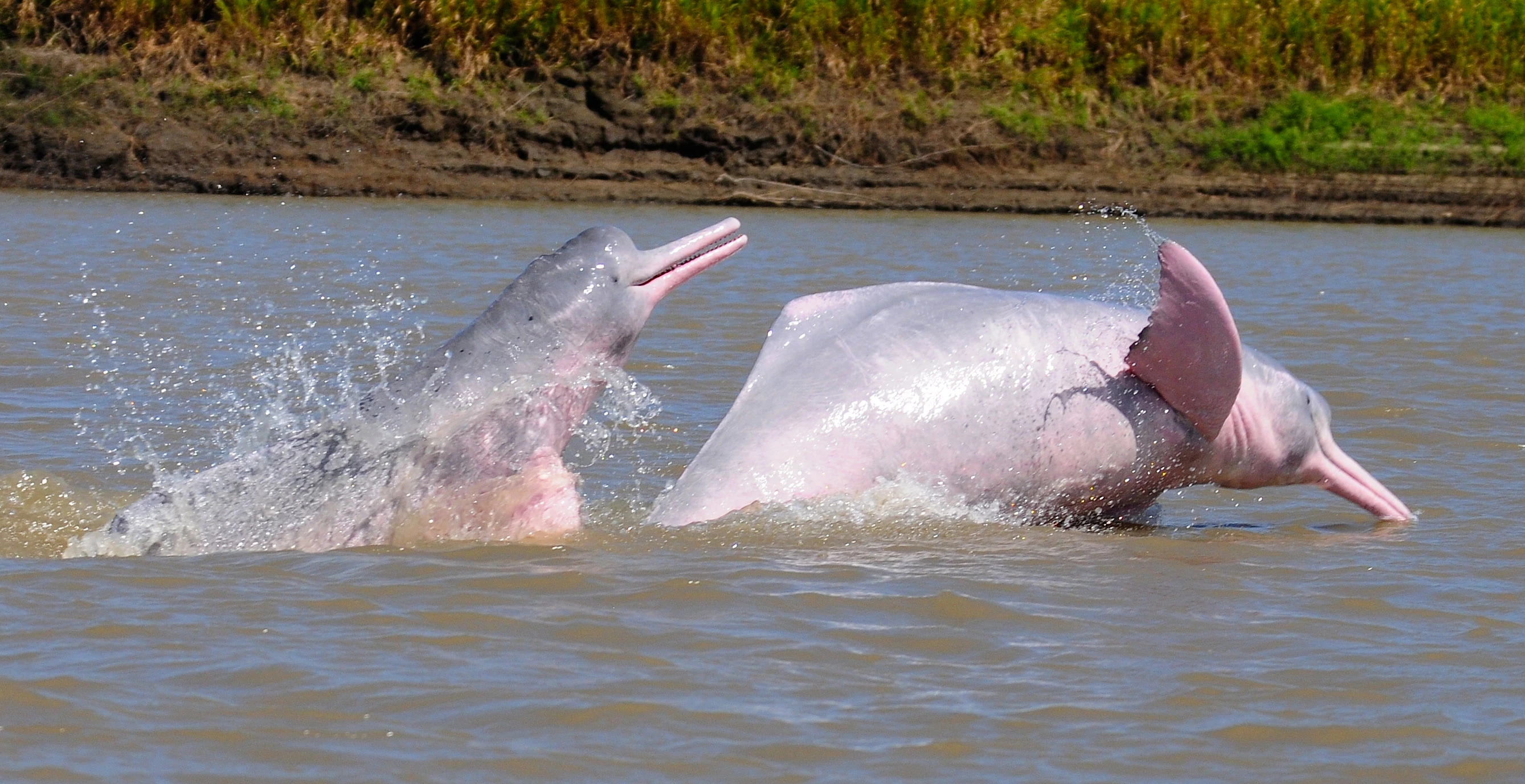 Twee springende rivierdolfijnen in de Orinoco